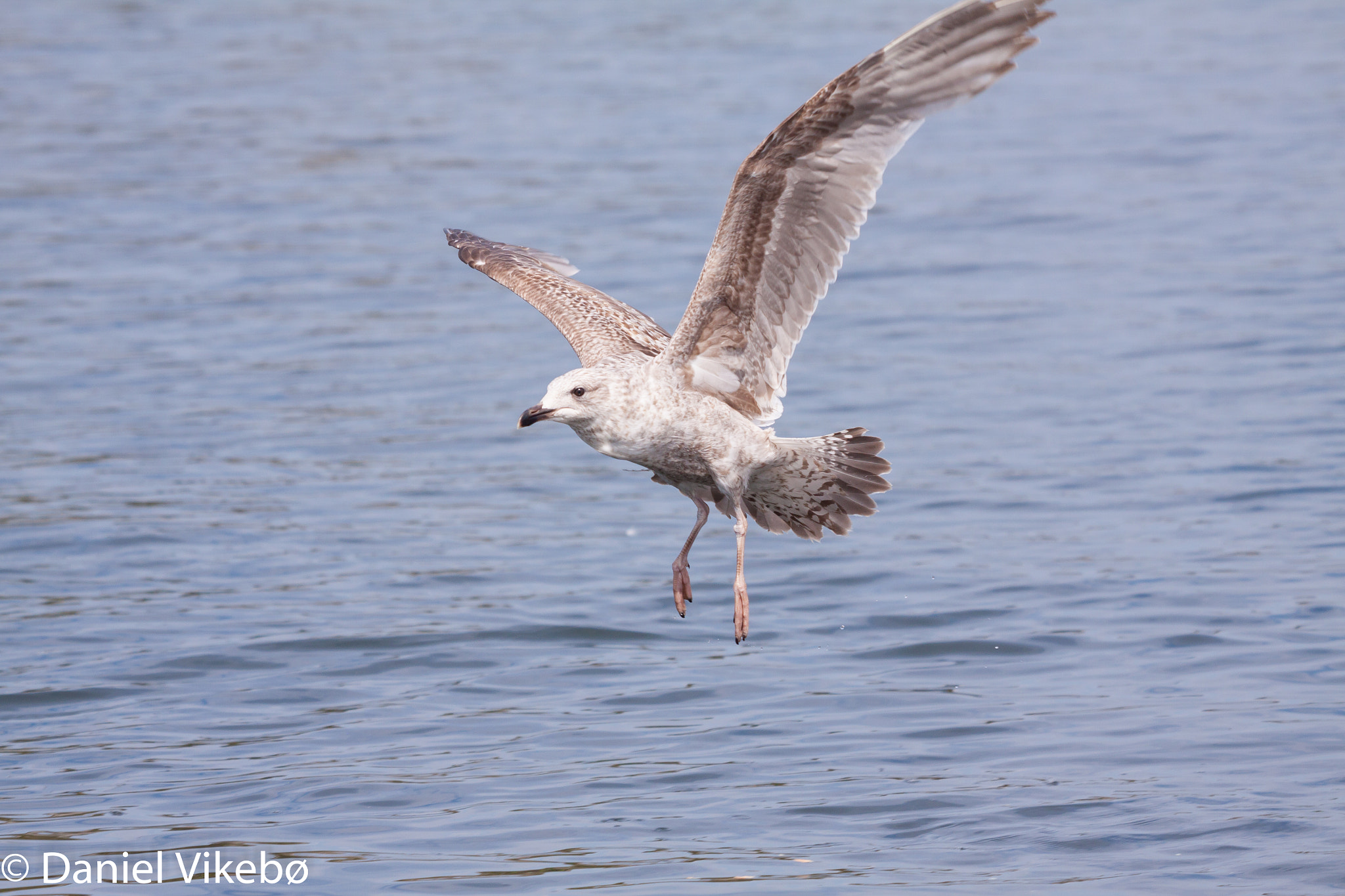 Sigma 50-500mm f/4-6.3 APO HSM EX sample photo. Seagull photography