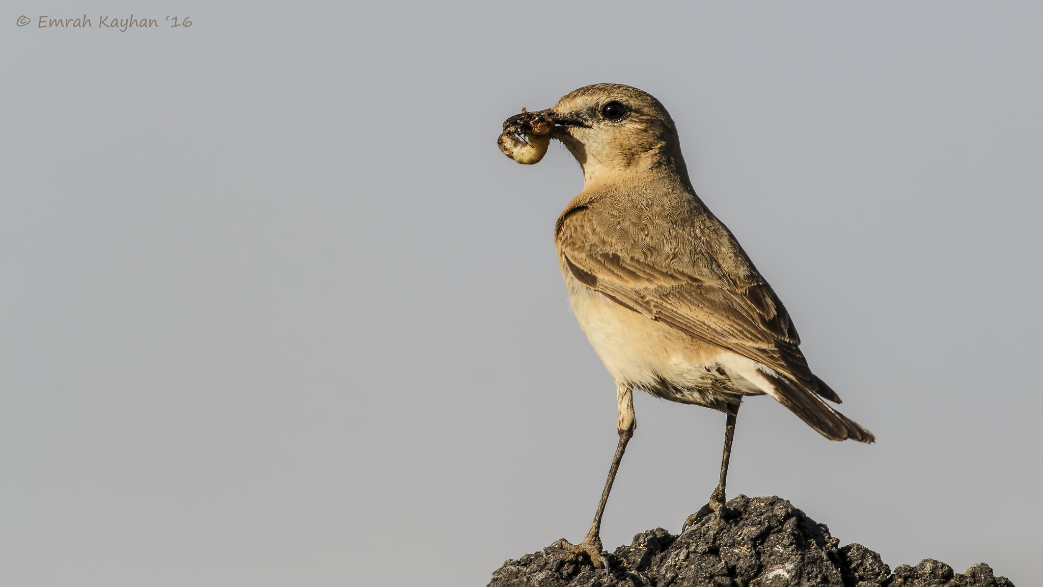 Canon EOS 7D + Canon EF 400mm F5.6L USM sample photo. Northern wheatear photography