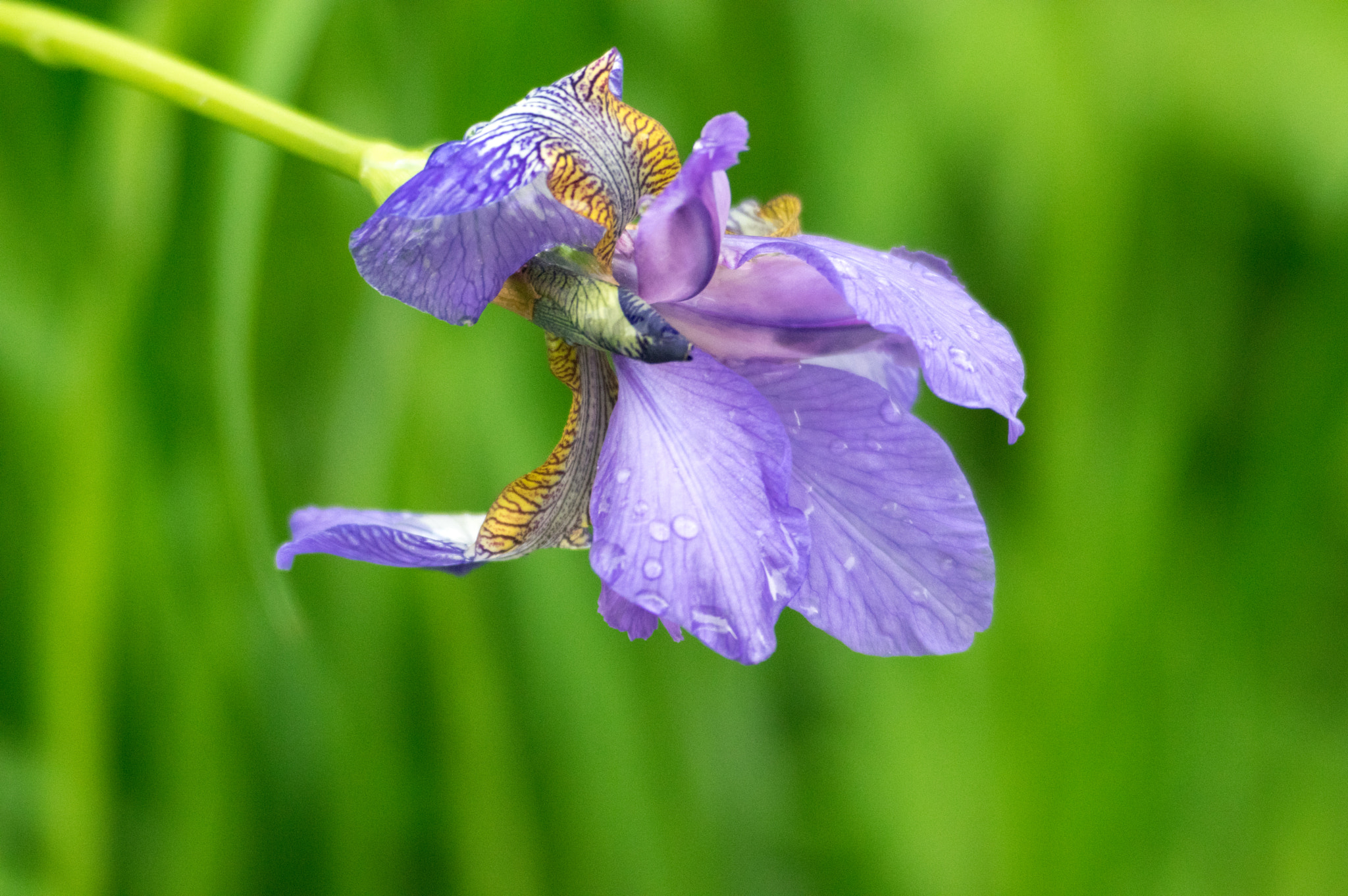 Pentax K-3 II + smc PENTAX-F 70-210mm F4-5.6 sample photo. Iris purple beauty photography