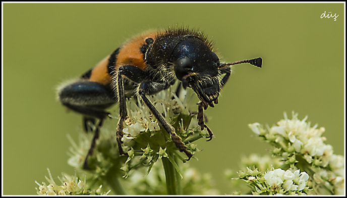 Nikon AF-S Micro-Nikkor 105mm F2.8G IF-ED VR sample photo. Garden dragon photography