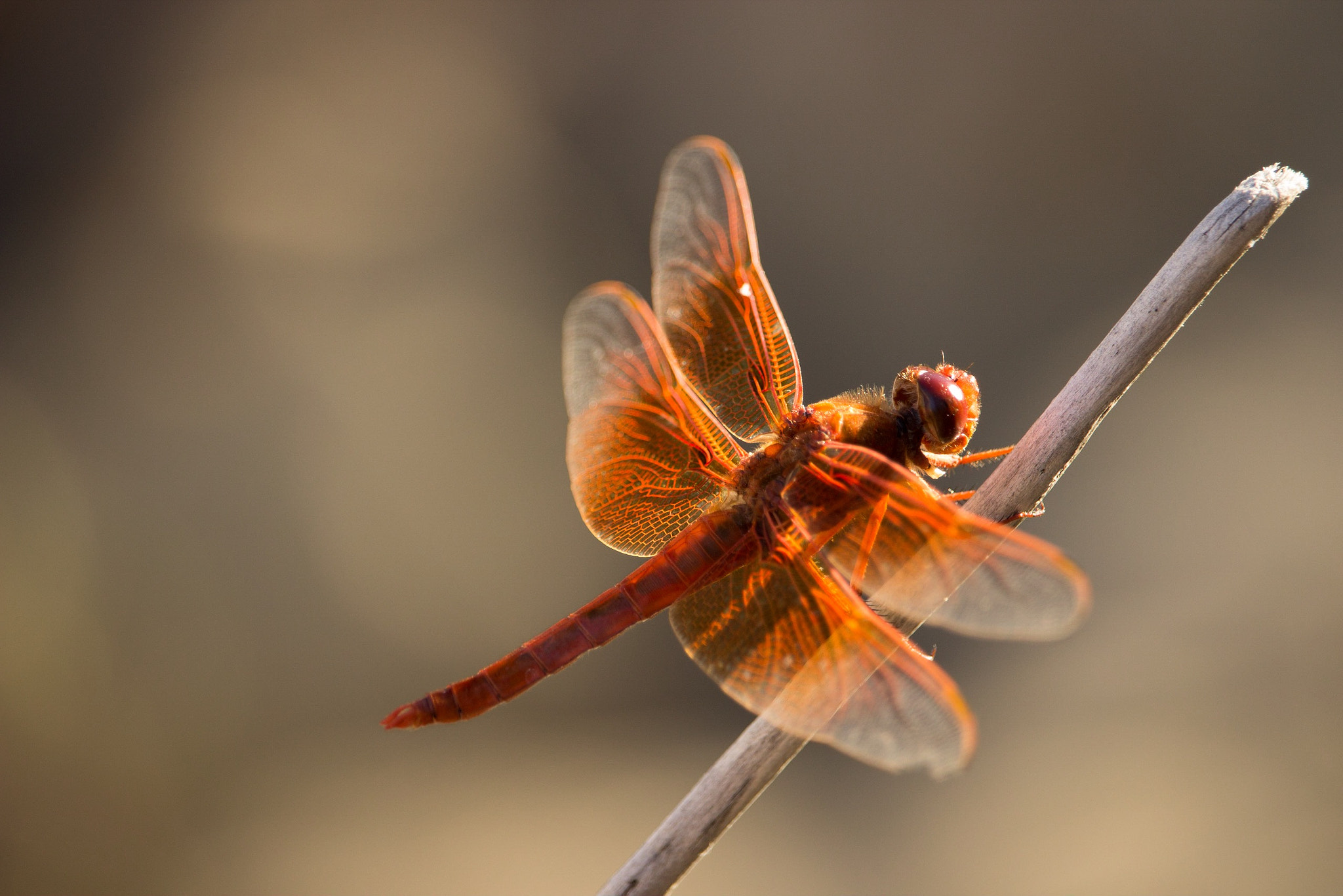 Canon EF-S 55-250mm F4-5.6 IS STM sample photo. Brooks, ca photography