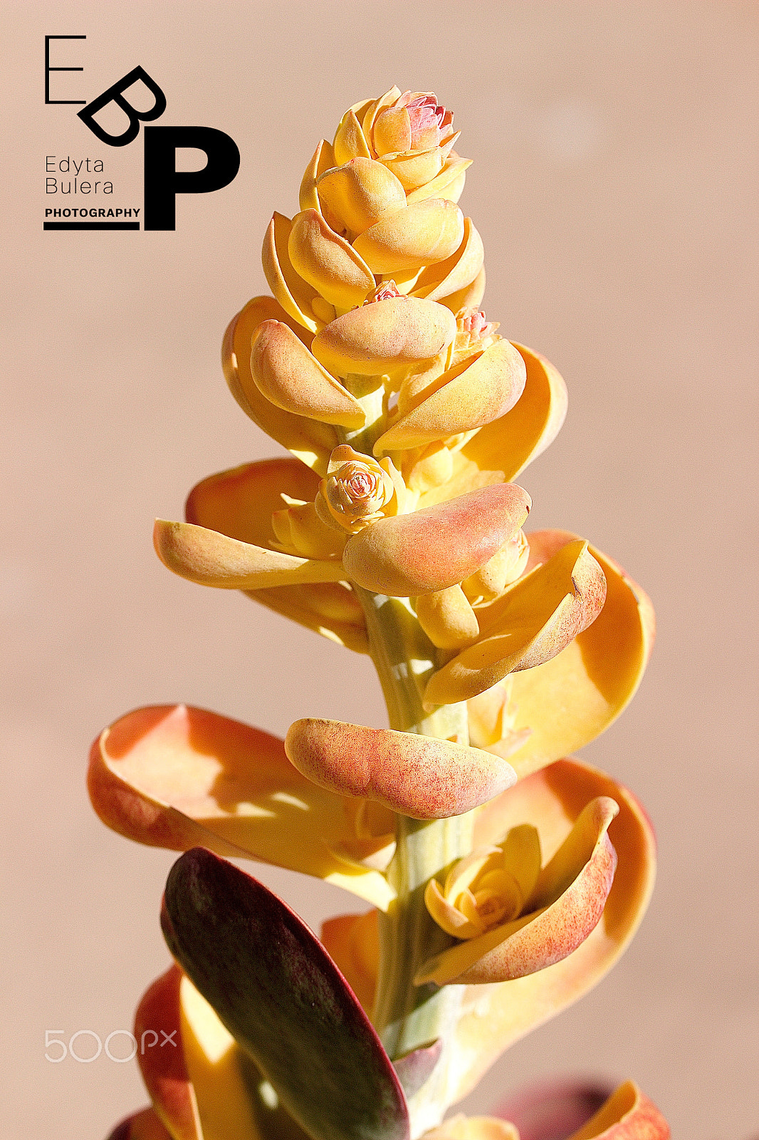 Canon EF 100mm F2.8L Macro IS USM sample photo. Macro by edyta photography