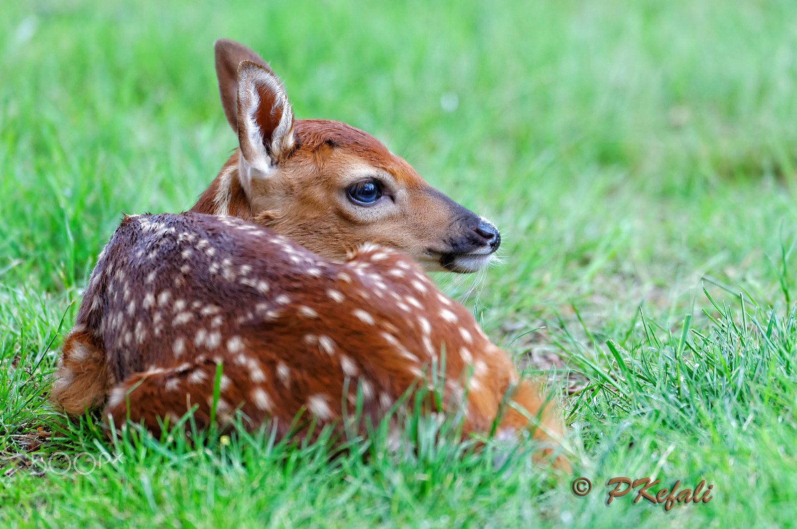 Nikon D600 sample photo. Little fawn photography