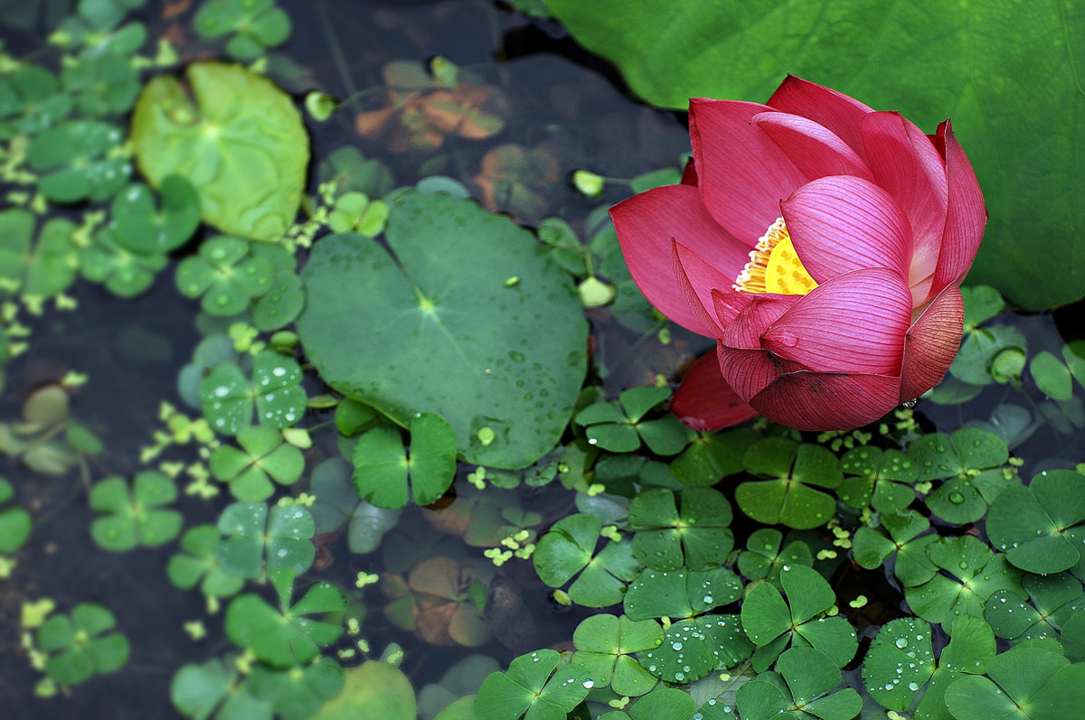Nikon D2Xs sample photo