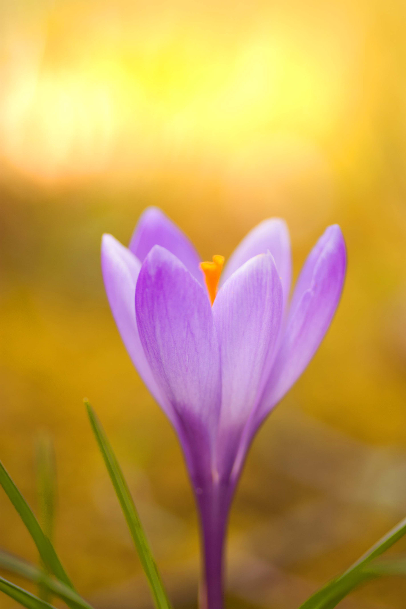 Canon EOS 450D (EOS Rebel XSi / EOS Kiss X2) + Tamron SP AF 90mm F2.8 Di Macro sample photo. Crocus.jpg photography