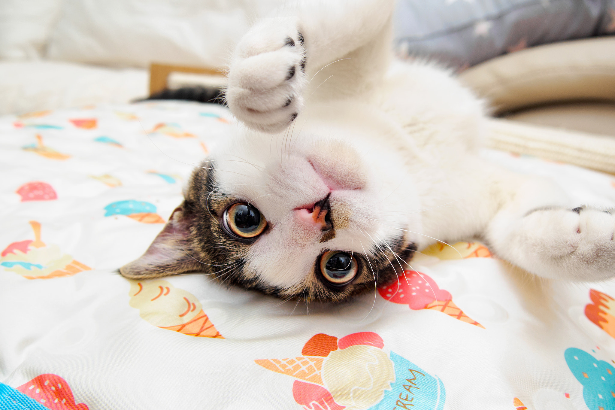 Olympus PEN E-P5 sample photo. Kitten photography