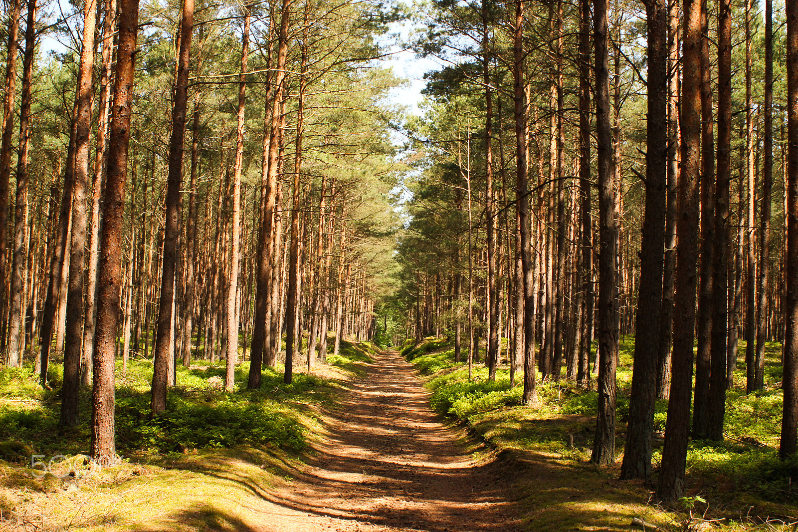 Canon EF 28-80mm f/3.5-5.6 sample photo. Forest photography