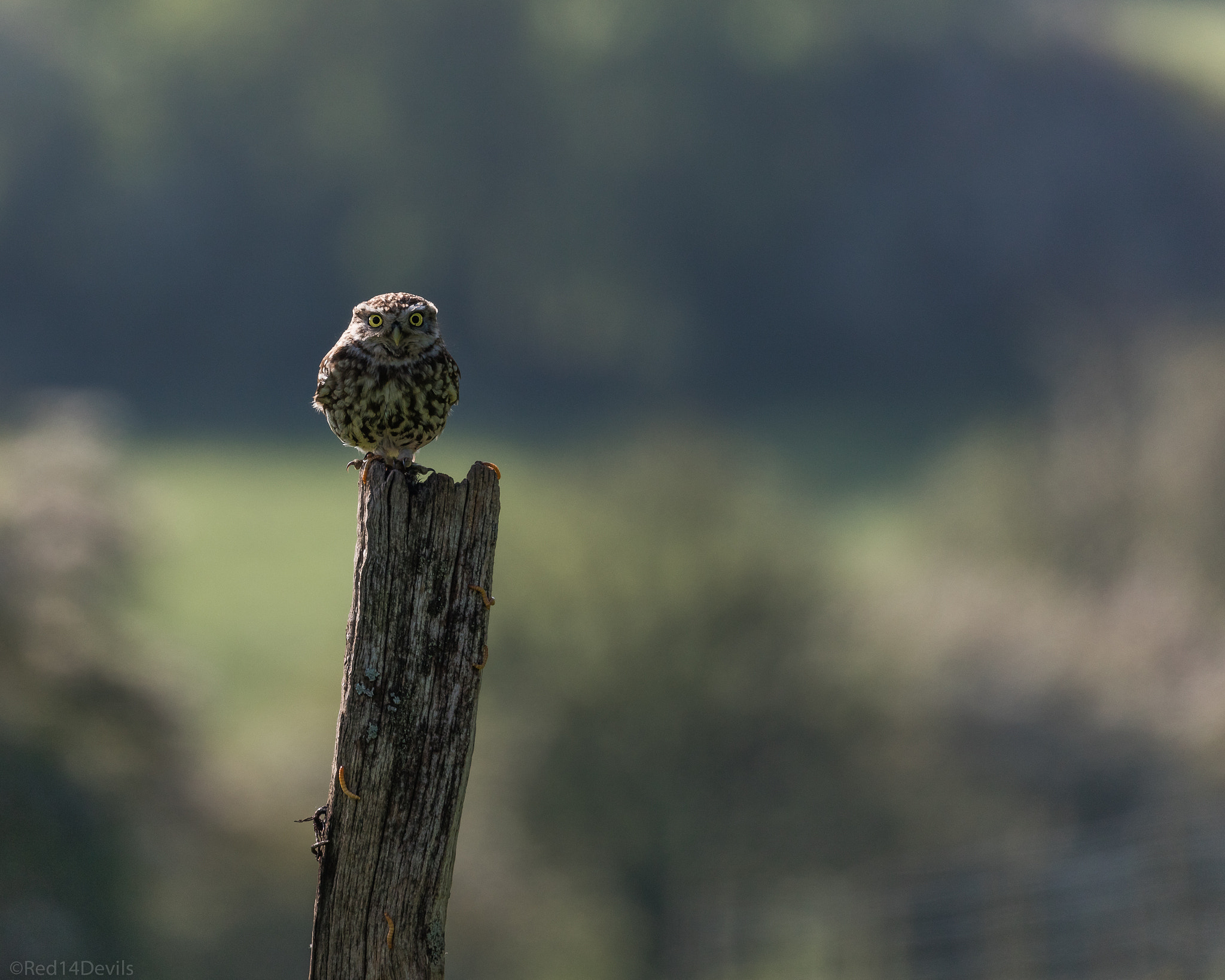 Canon EOS 5DS + Canon EF 100-400mm F4.5-5.6L IS II USM sample photo. Little owl photography