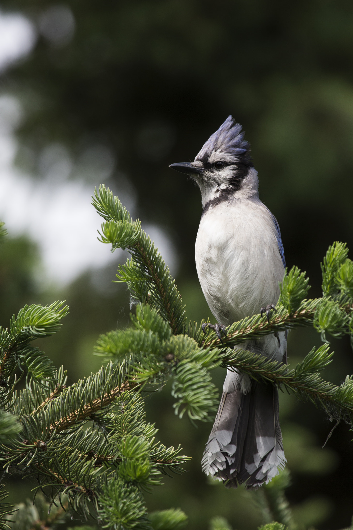Canon EF 100-400mm F4.5-5.6L IS USM sample photo. Blue jay photography