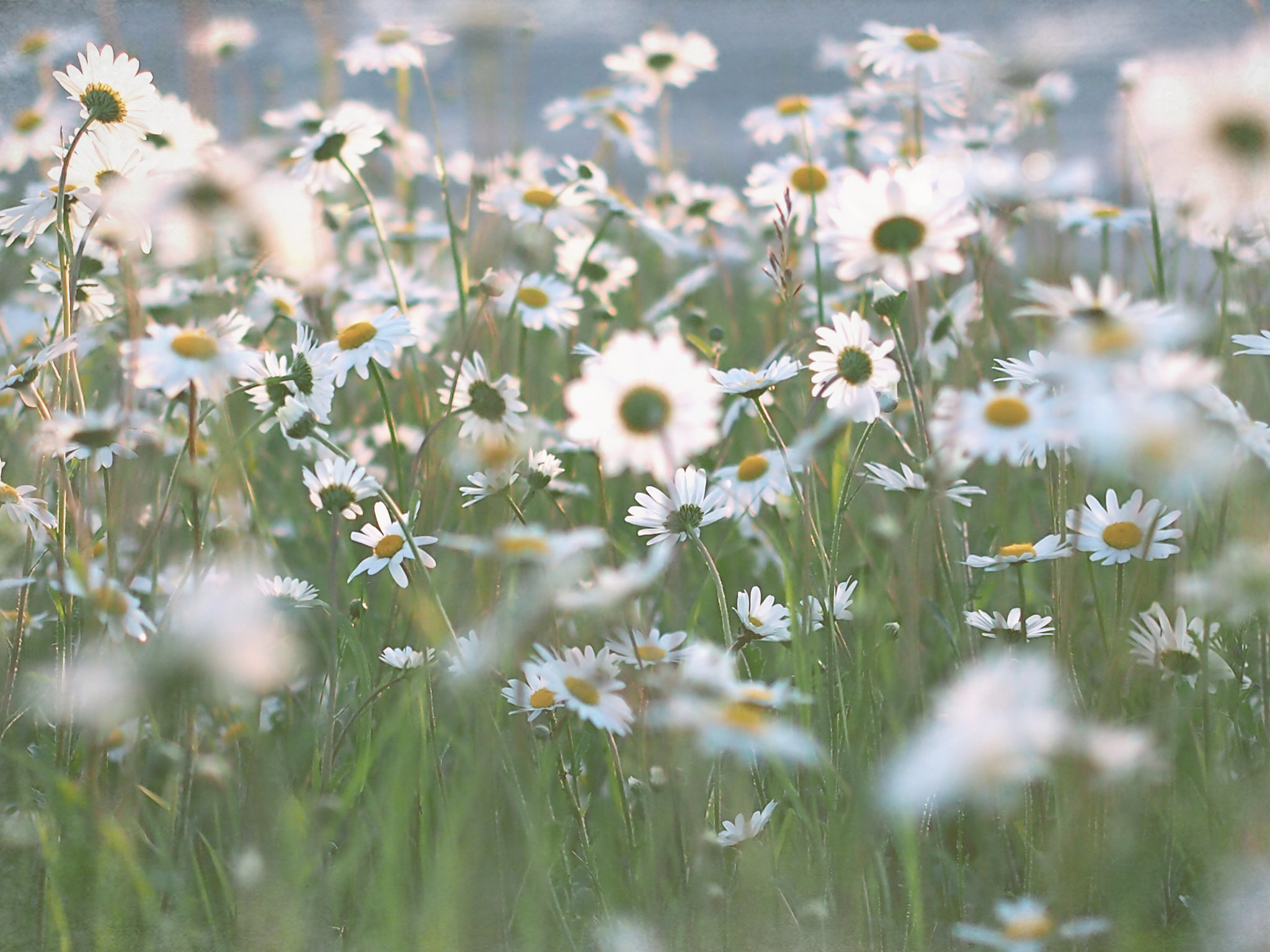 Olympus PEN E-P3 + Olympus M.Zuiko Digital 45mm F1.8 sample photo. Daisies photography