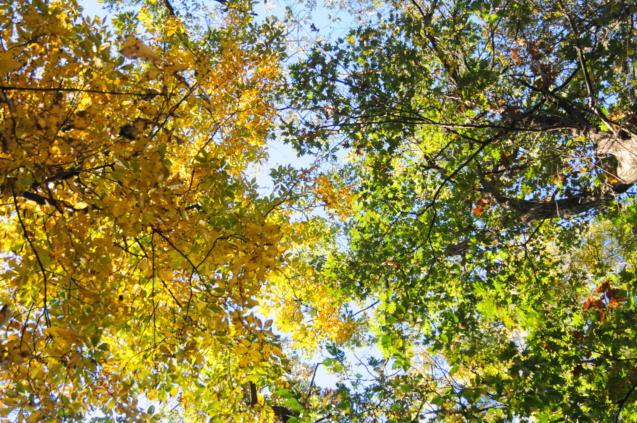 Nikon D300S sample photo. When summer and fall meet together photography