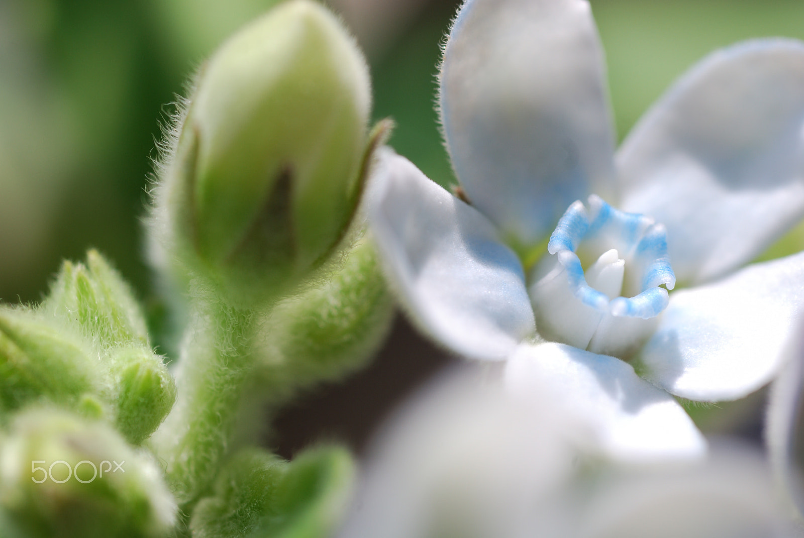 Nikon D40X + Nikon AF Micro-Nikkor 60mm F2.8D sample photo. Flower #28 photography