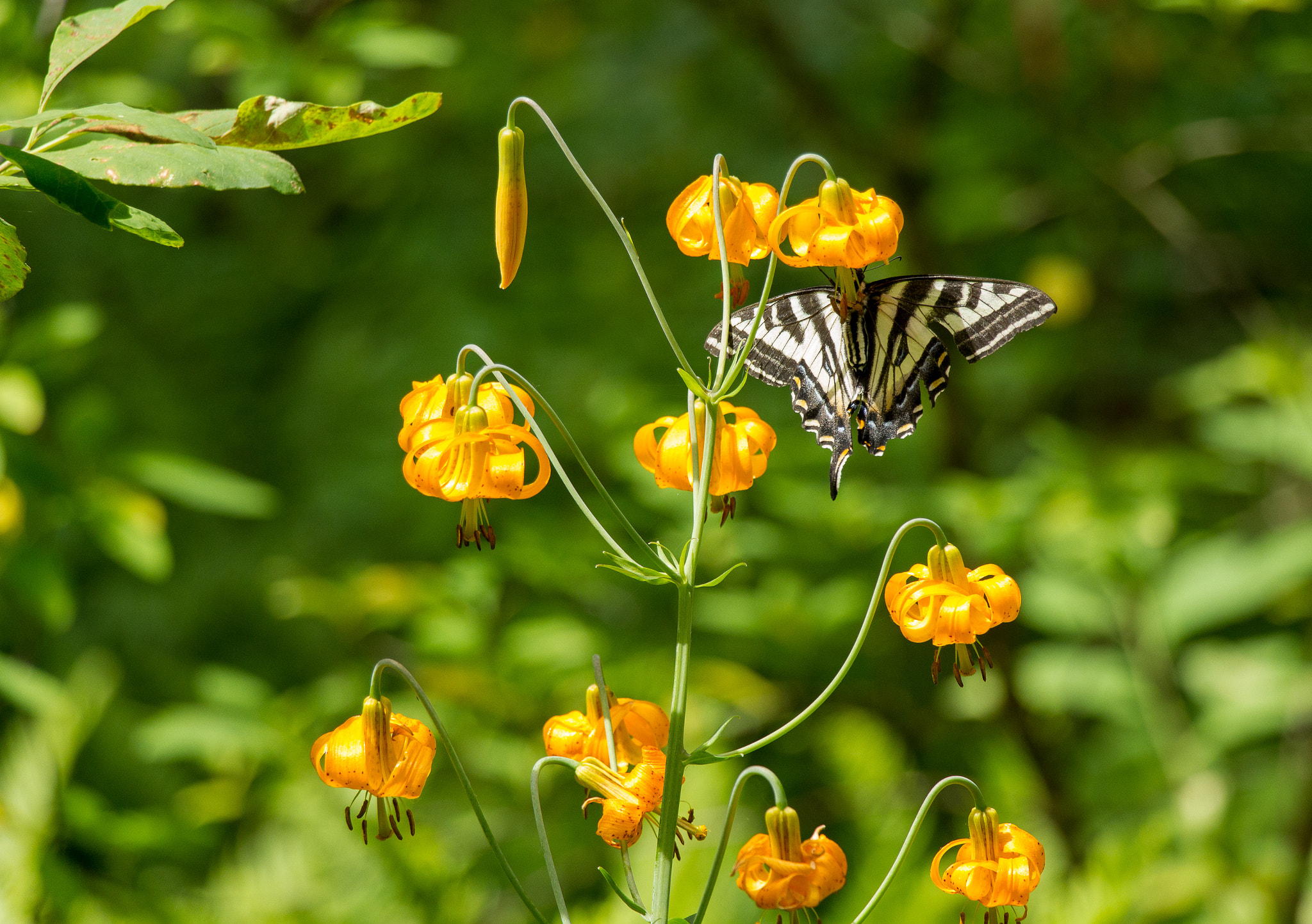 Canon EOS 550D (EOS Rebel T2i / EOS Kiss X4) sample photo. Butterfly photography