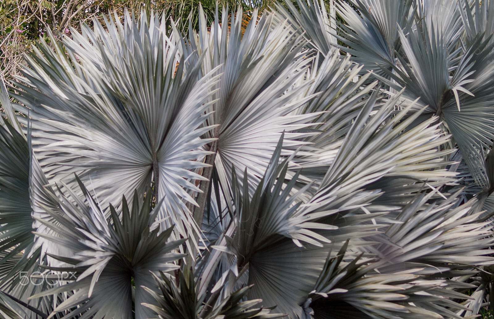 Olympus Zuiko Digital ED 70-300mm F4.0-5.6 sample photo. Clustered fans photography