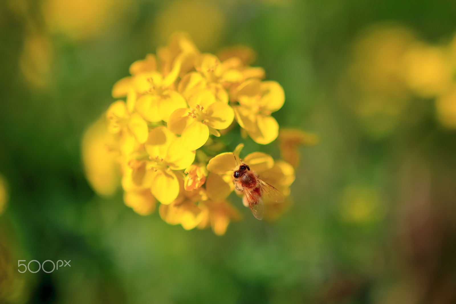 Canon EOS 700D (EOS Rebel T5i / EOS Kiss X7i) + Sigma 18-35mm f/1.8 DC HSM sample photo. Canola and honeybee photography
