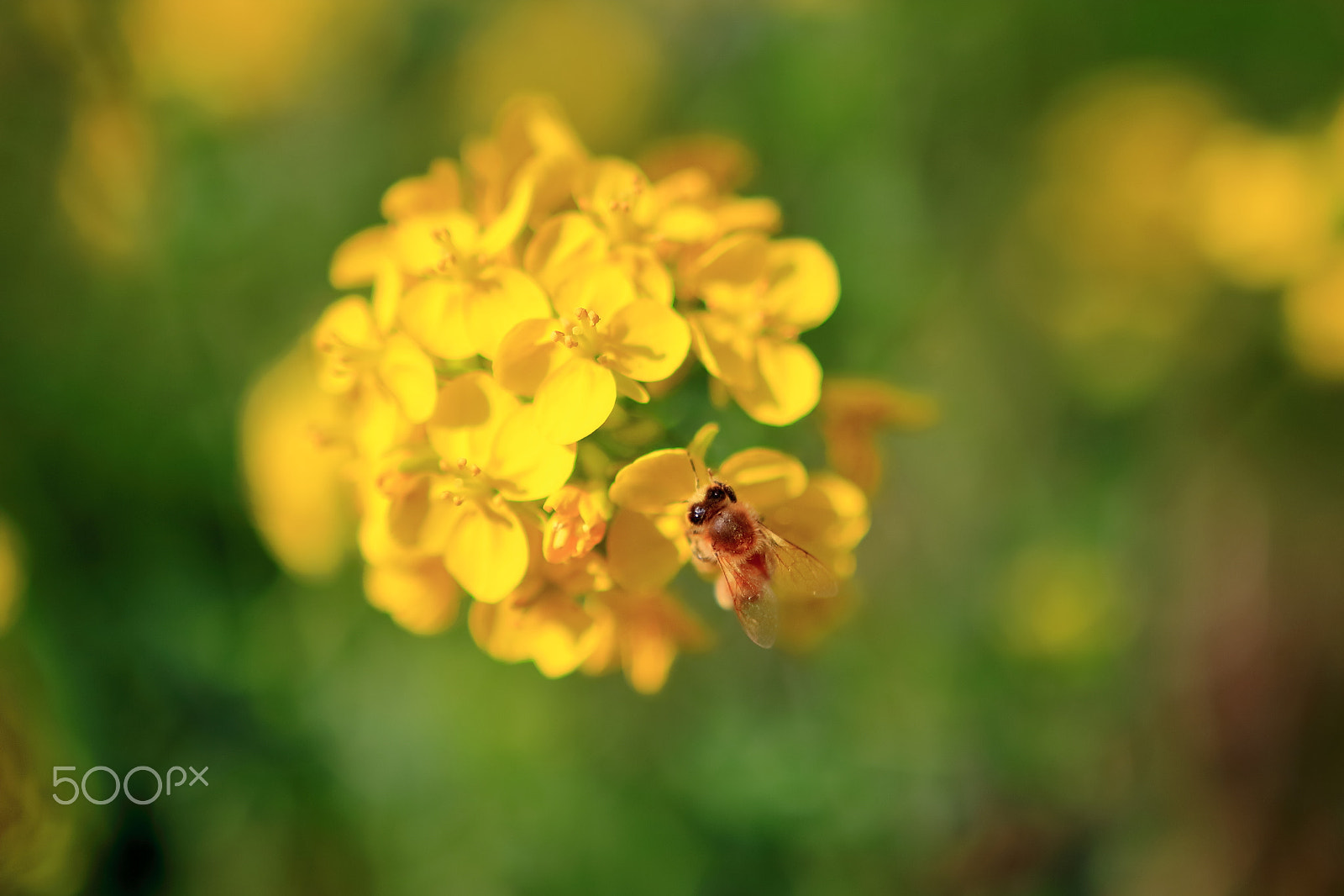 Sigma 18-35mm f/1.8 DC HSM sample photo. Canola and honeybee photography