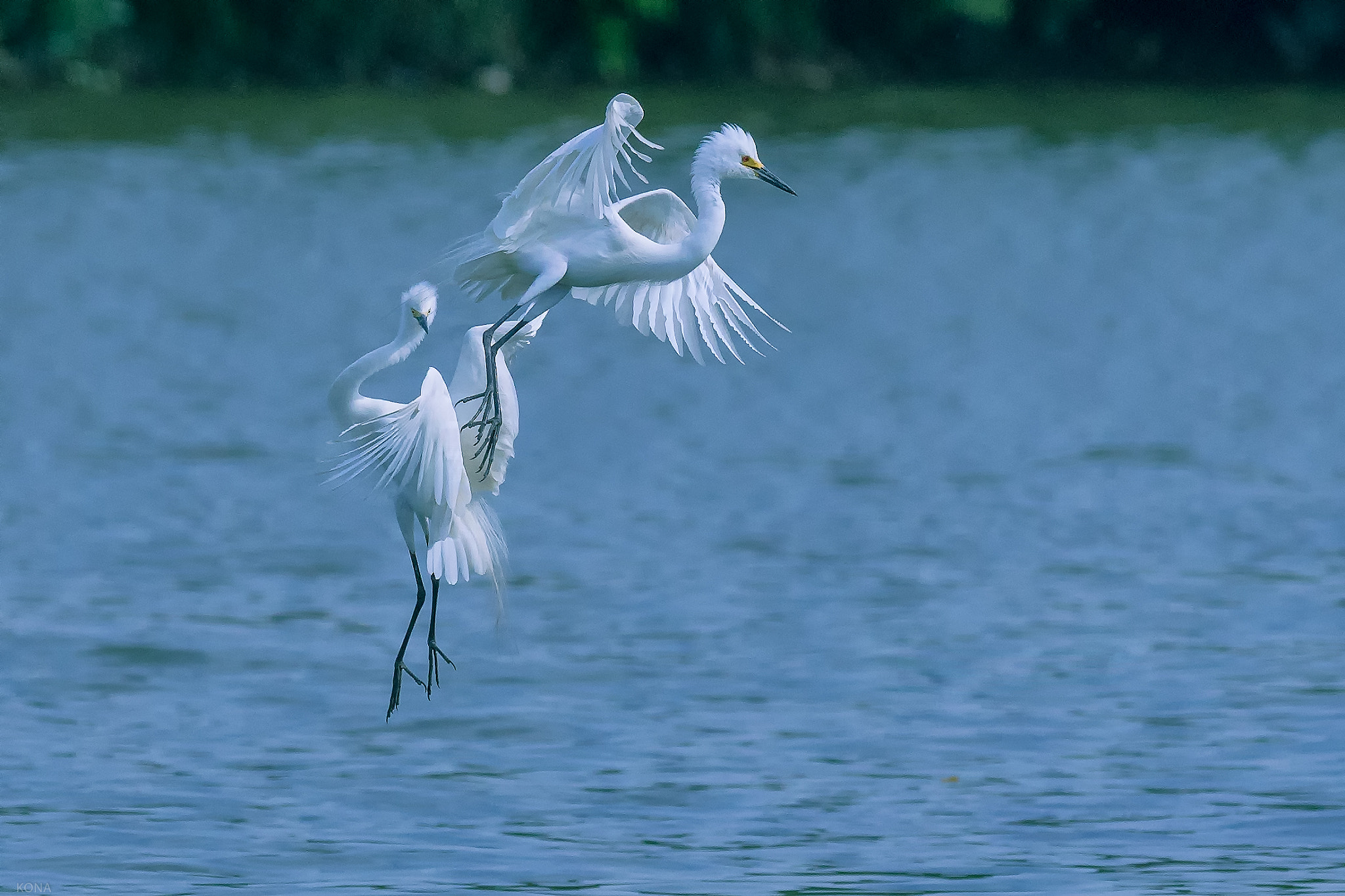 Nikon AF-S Nikkor 400mm F2.8G ED VR II sample photo. Sagi photography