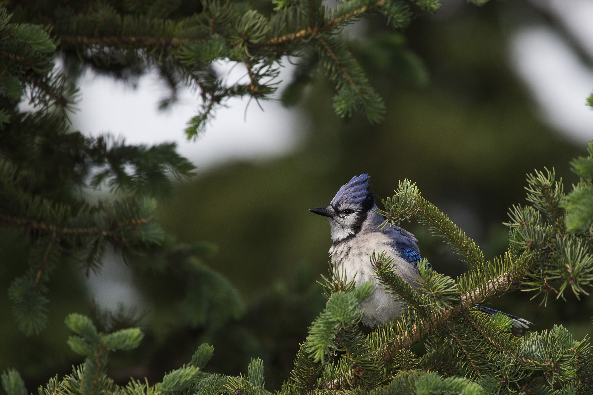 Canon EF 100-400mm F4.5-5.6L IS USM sample photo. A99q5011.jpg photography