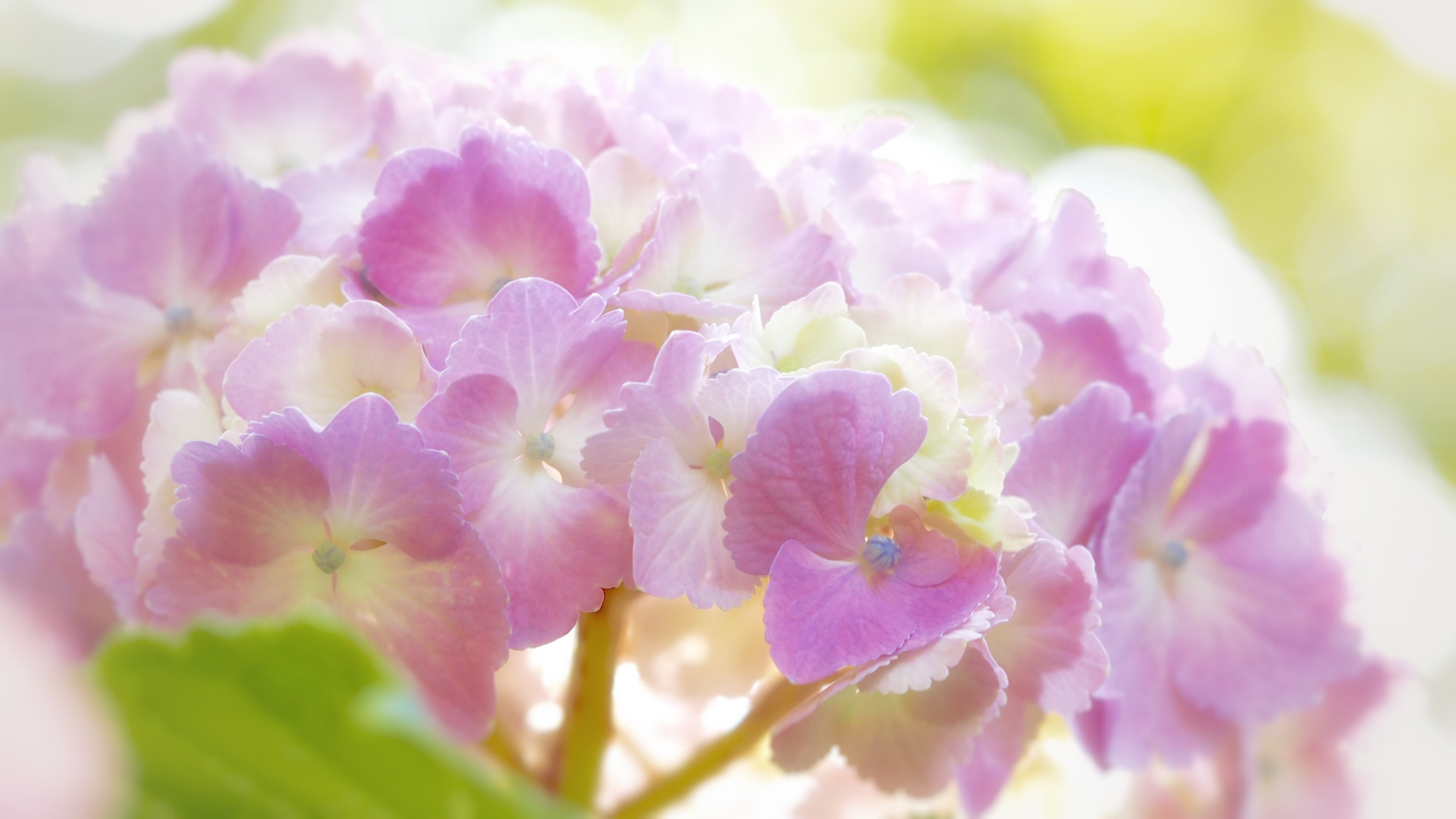 Olympus PEN E-PL7 sample photo. Hydrangea photography