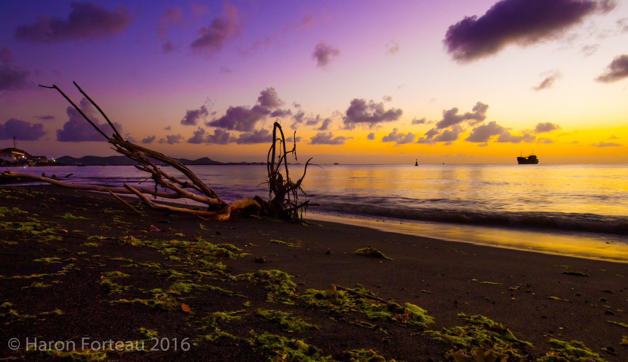 Sigma 10-20mm F4-5.6 EX DC HSM sample photo. Like a tree planted by the waters... photography