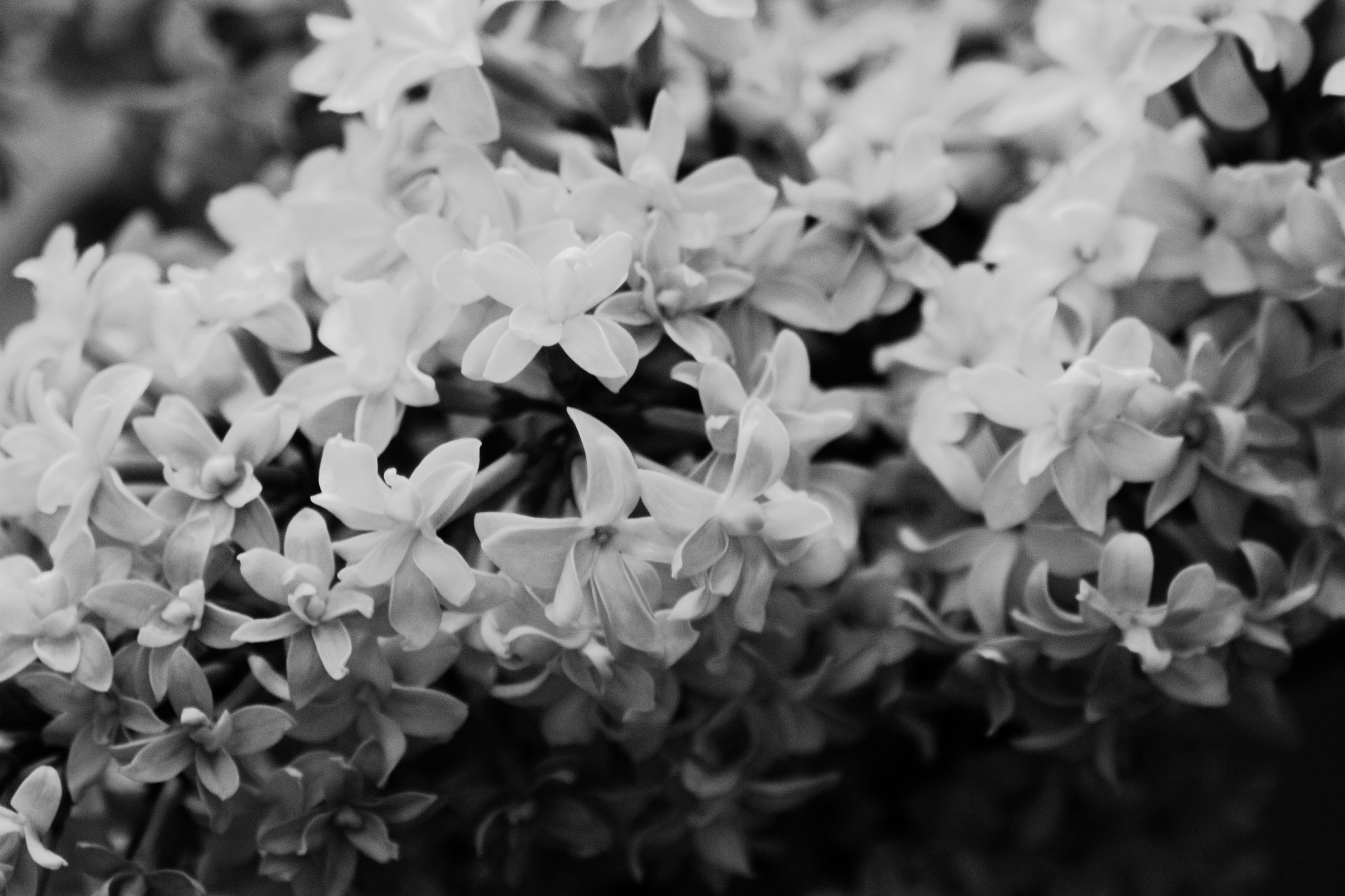 Canon EOS 550D (EOS Rebel T2i / EOS Kiss X4) sample photo. Luminous lilacs photography