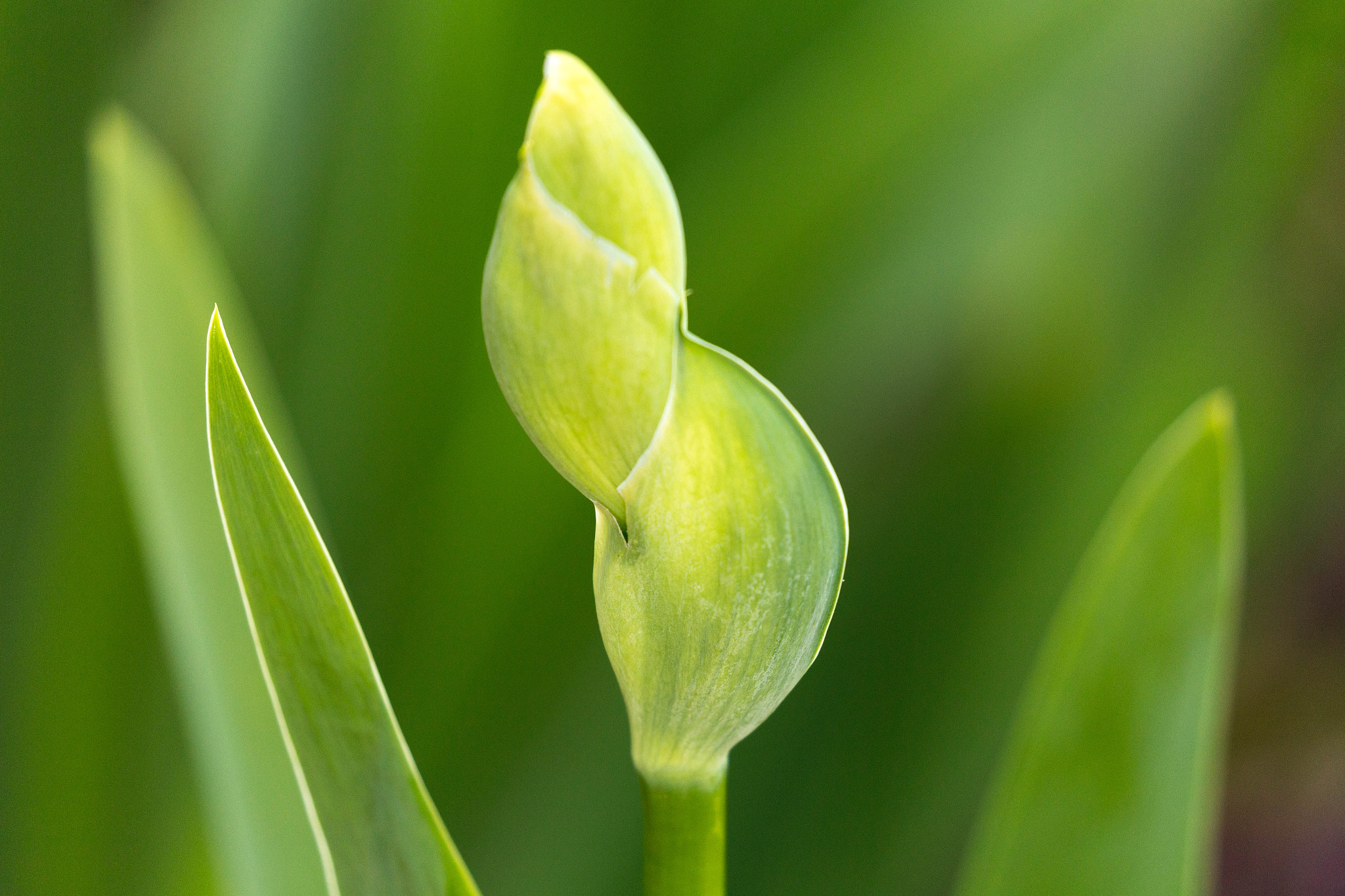 Canon EF 100-400mm F4.5-5.6L IS II USM sample photo. Bearded iris 1 photography