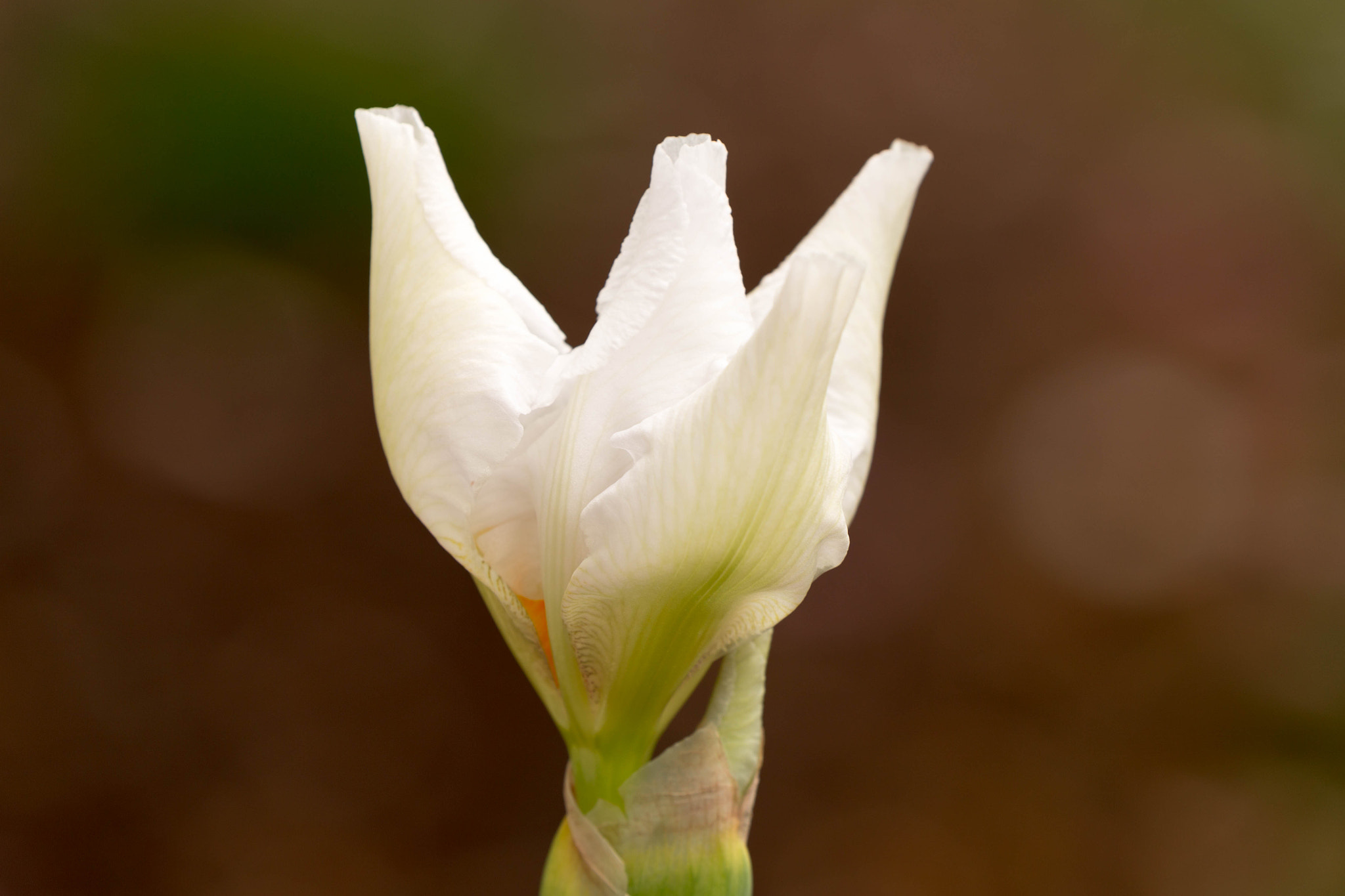 Canon EF 100-400mm F4.5-5.6L IS II USM sample photo. Bearded iris 2 photography