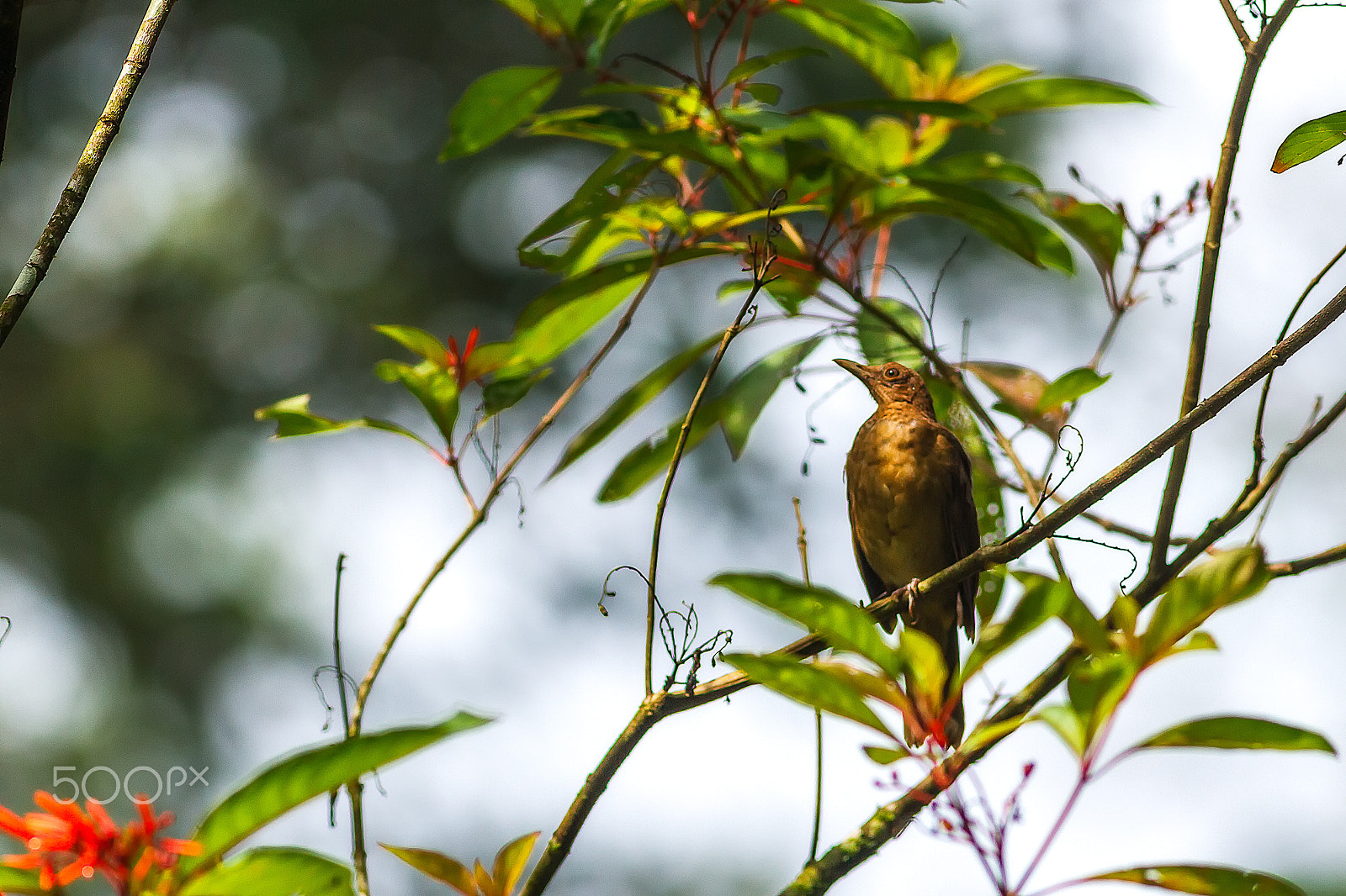 Canon EOS 7D + Canon EF 400mm F5.6L USM sample photo. Tangara lomiescarlata photography