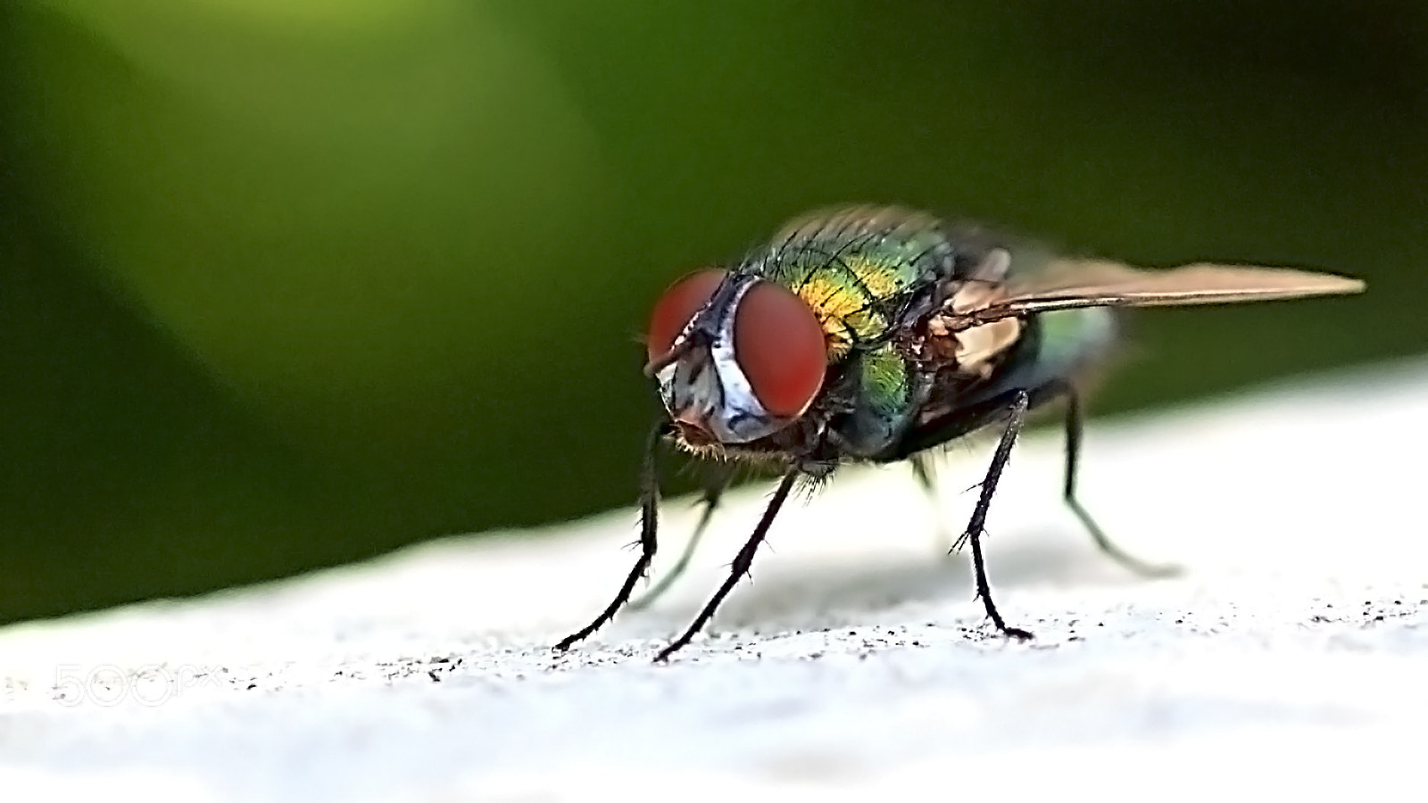 Canon EOS 600D (Rebel EOS T3i / EOS Kiss X5) + Tamron SP AF 90mm F2.8 Di Macro sample photo. Blowfly photography