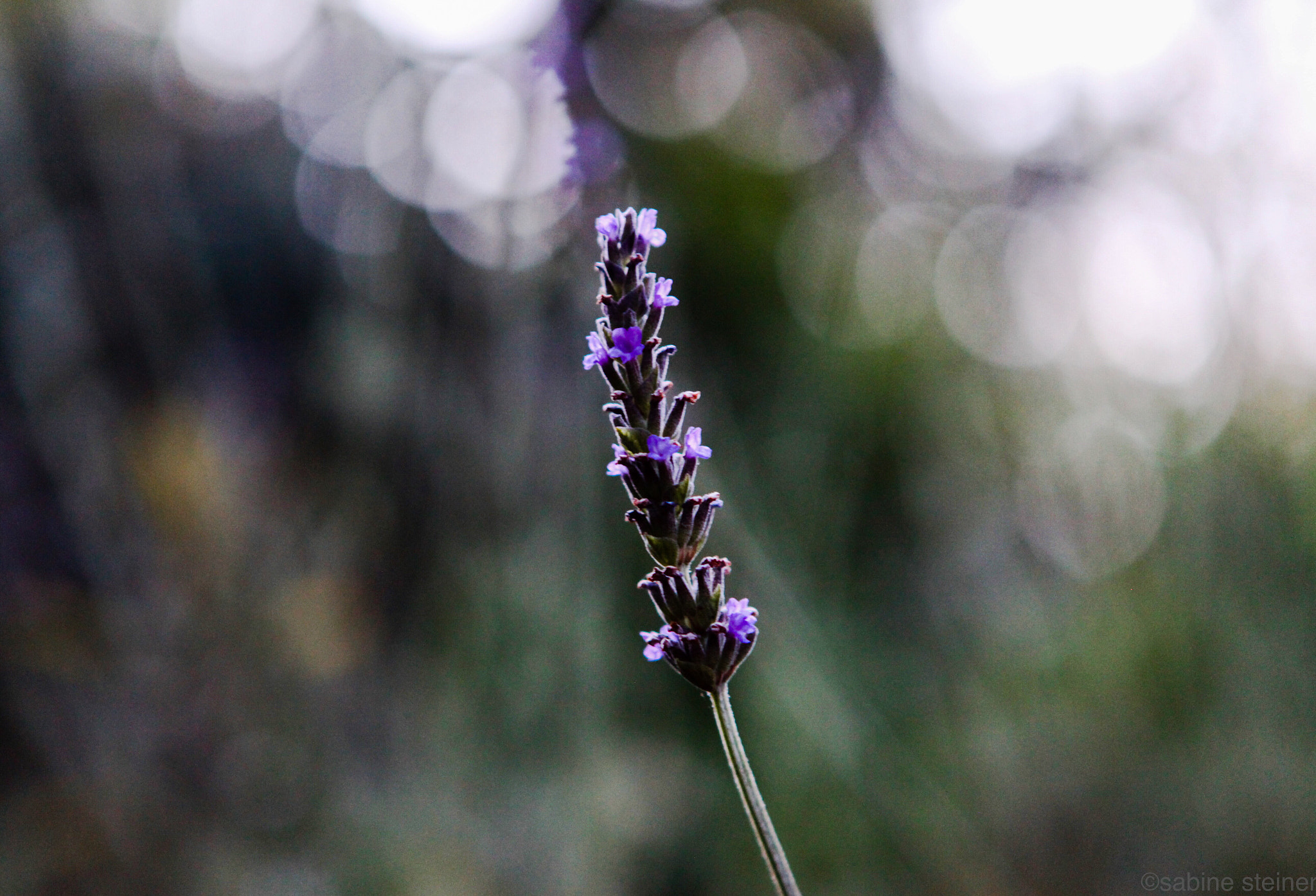 Canon EF 24-70mm F2.8L USM sample photo. Lavender photography