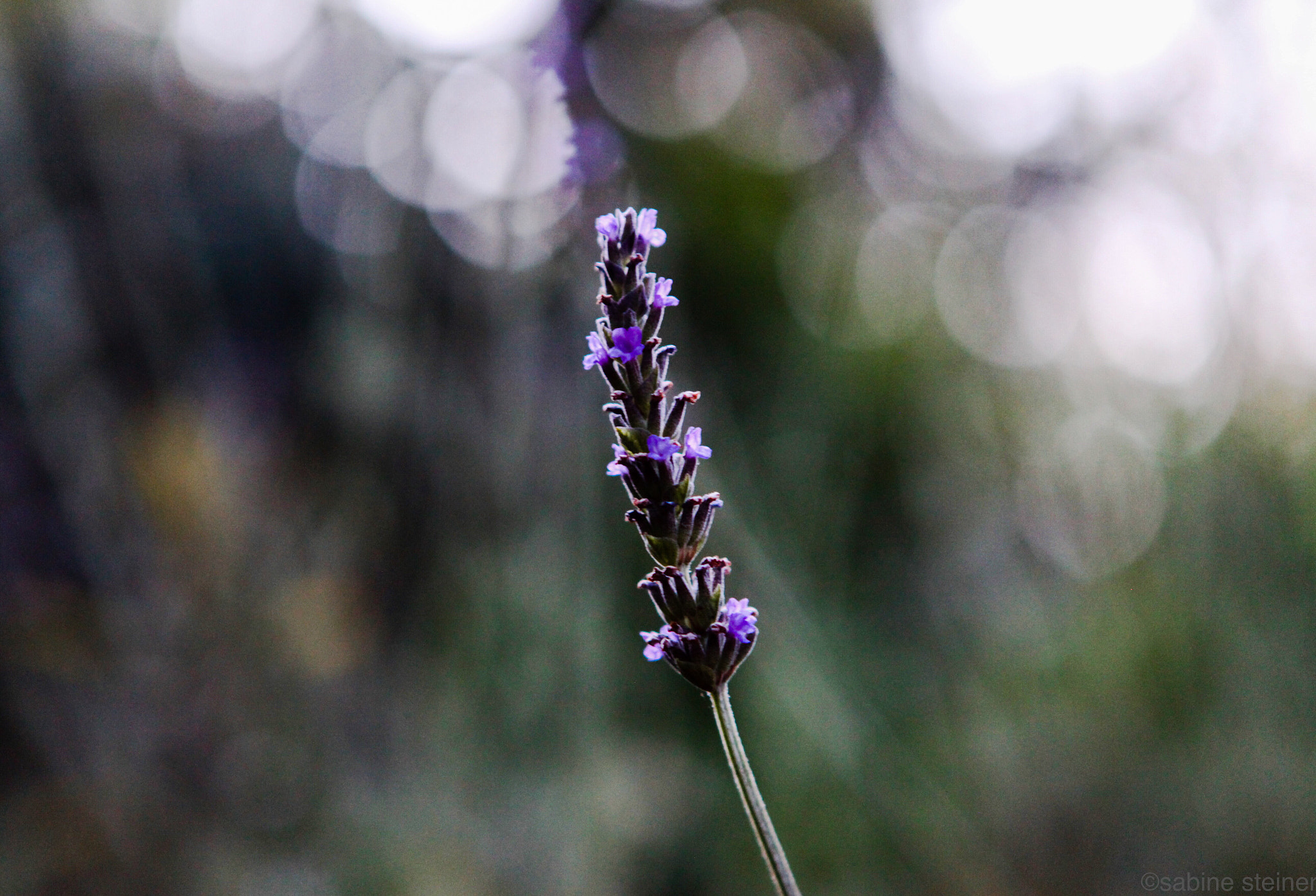 Canon EOS 5D Mark II + Canon EF 24-70mm F2.8L USM sample photo. Lavender photography