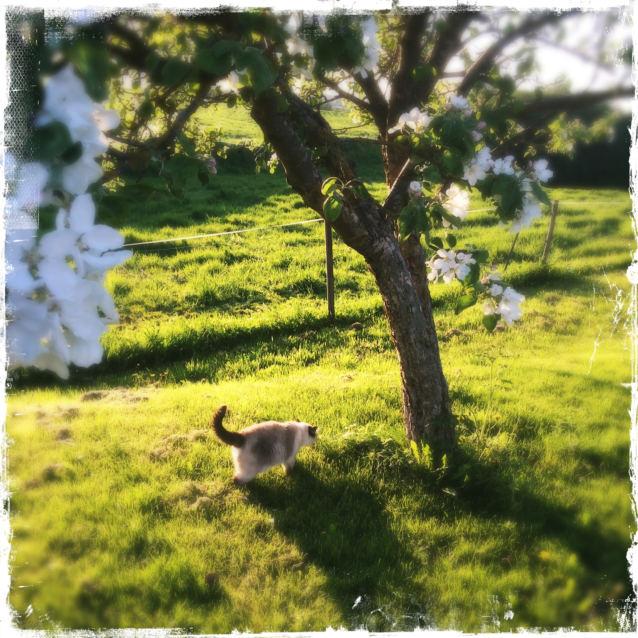 Hipstamatic 313 sample photo. Rihanna under the appeltree photography