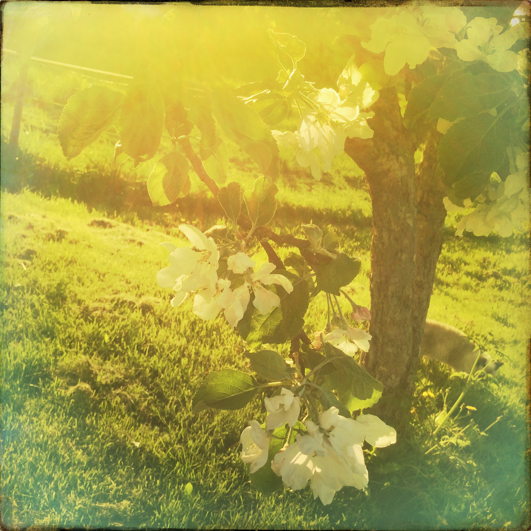 Hipstamatic 313 sample photo. Appeltree photography