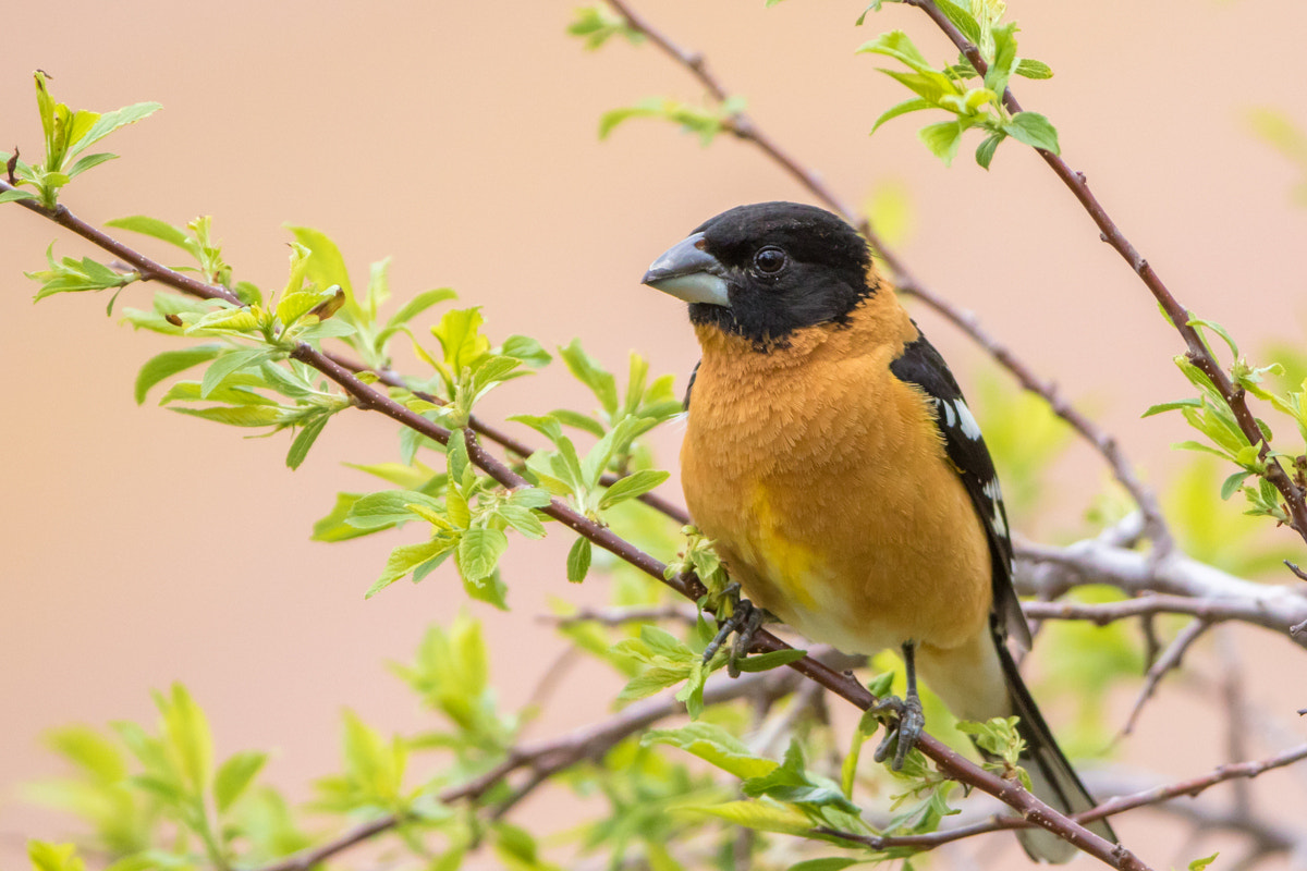 Canon EF 200-400mm F4L IS USM Extender 1.4x sample photo. Black-headed grosbeak photography