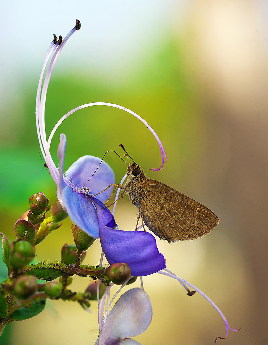 Sony a7 II + 90mm F2.8 Macro SSM sample photo. Narrow dof photography