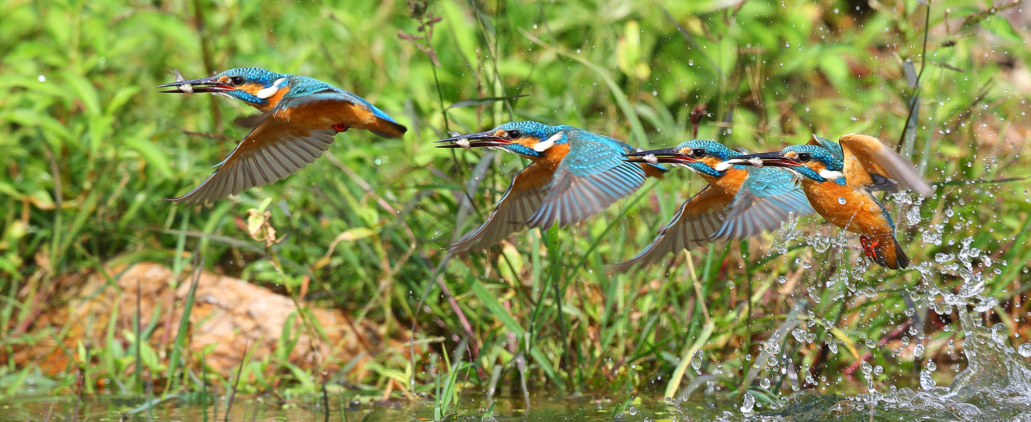 Canon EF 300mm F2.8L IS II USM sample photo. When kingfisher catch fish photography