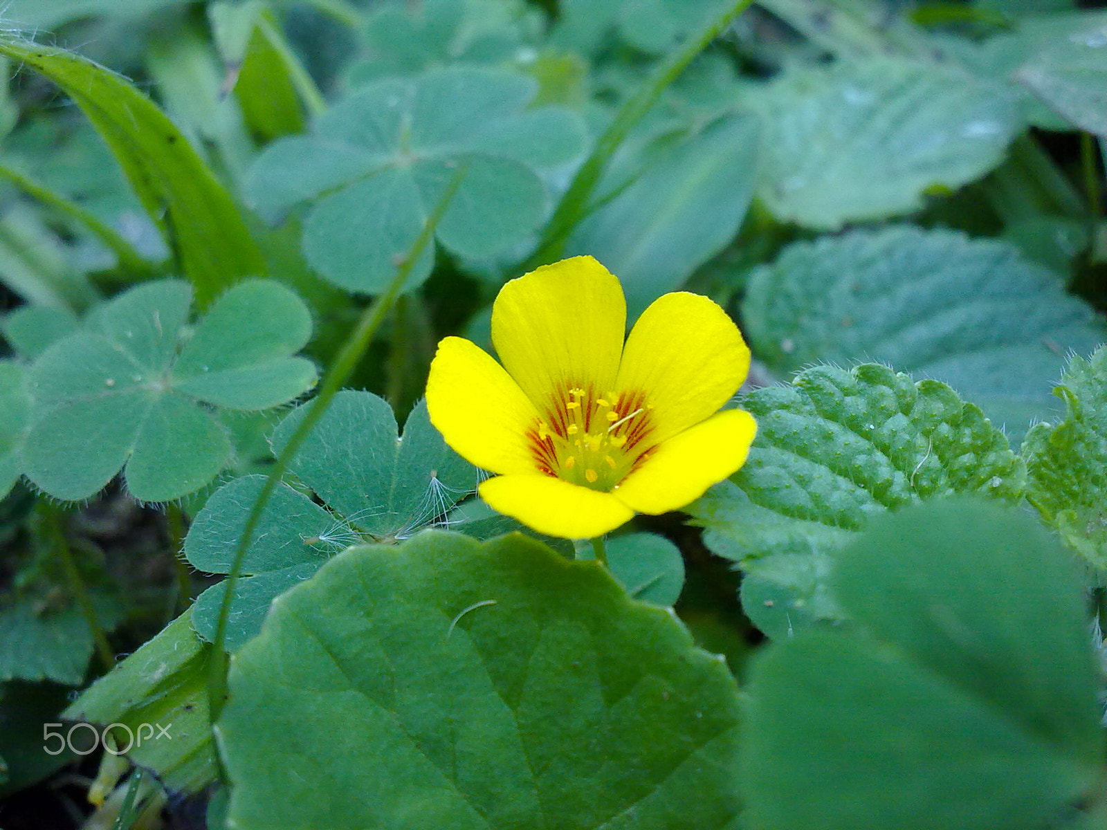 Nokia 5530 sample photo. Solitude photography