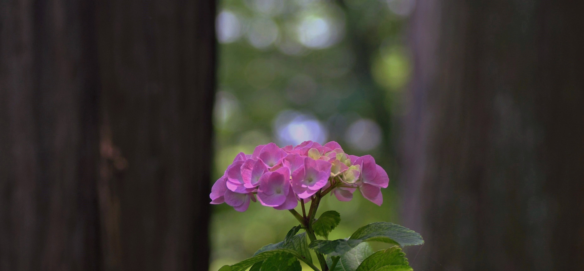 Nikon D3000 sample photo. Lovely ajisai and big tree photography