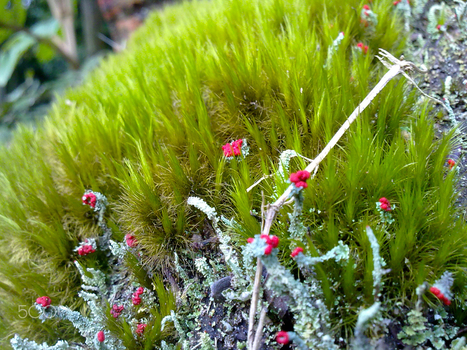 Nokia 5530 sample photo. Biodiversity photography