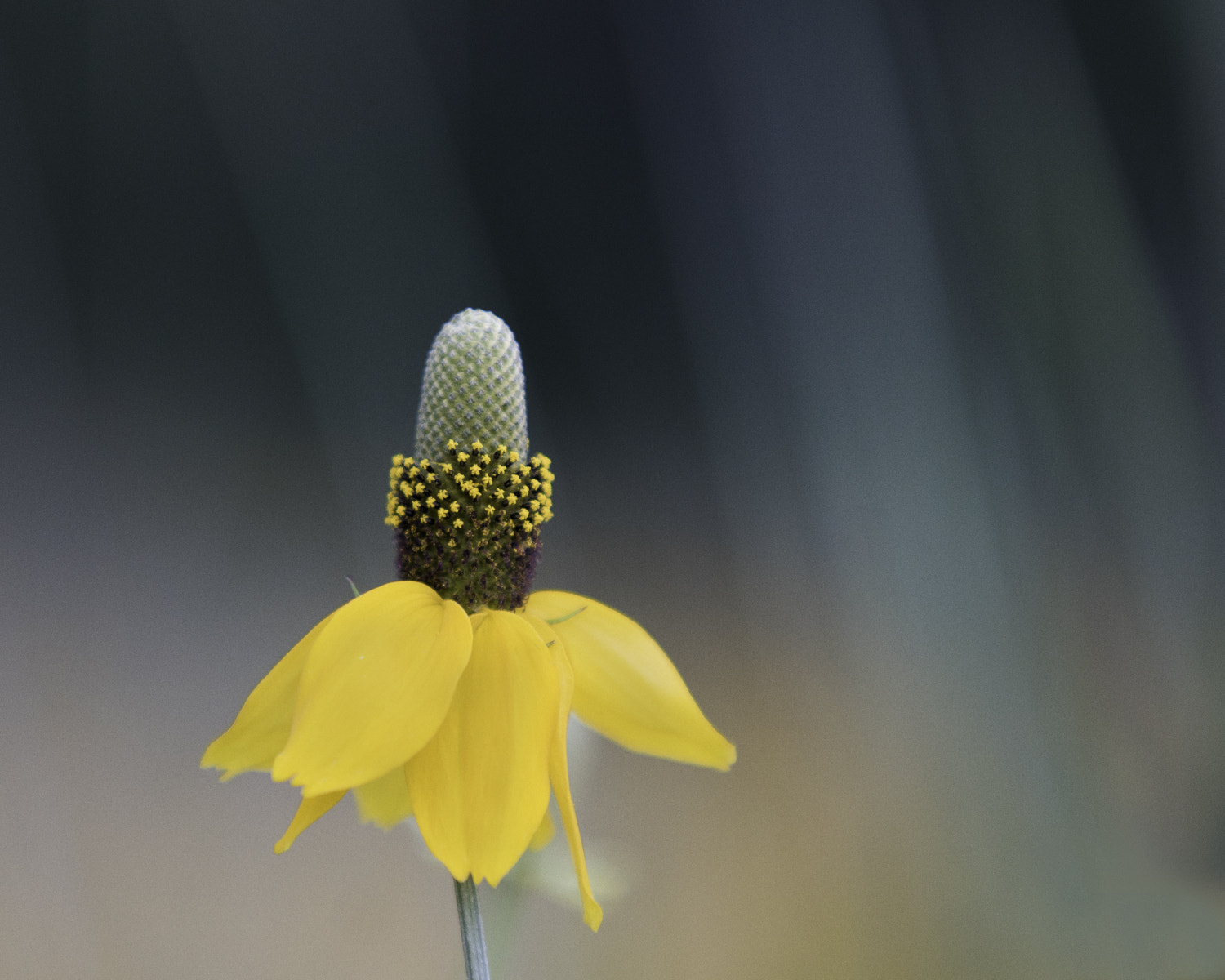 Sony ILCA-77M2 + Minolta/Sony AF 70-200mm F2.8 G sample photo. Coneflower photography