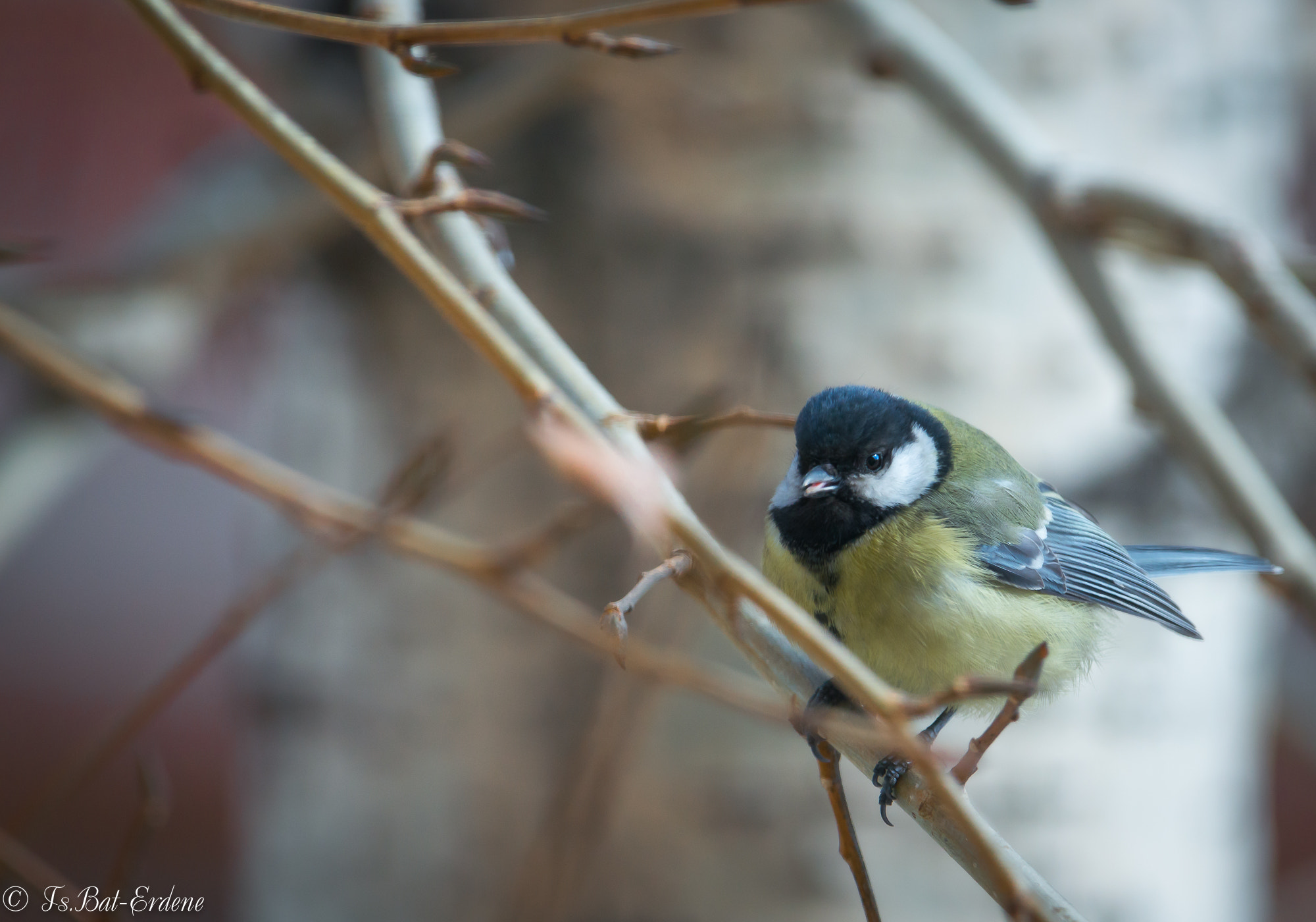 Nikon D800E sample photo. Tsbat photography