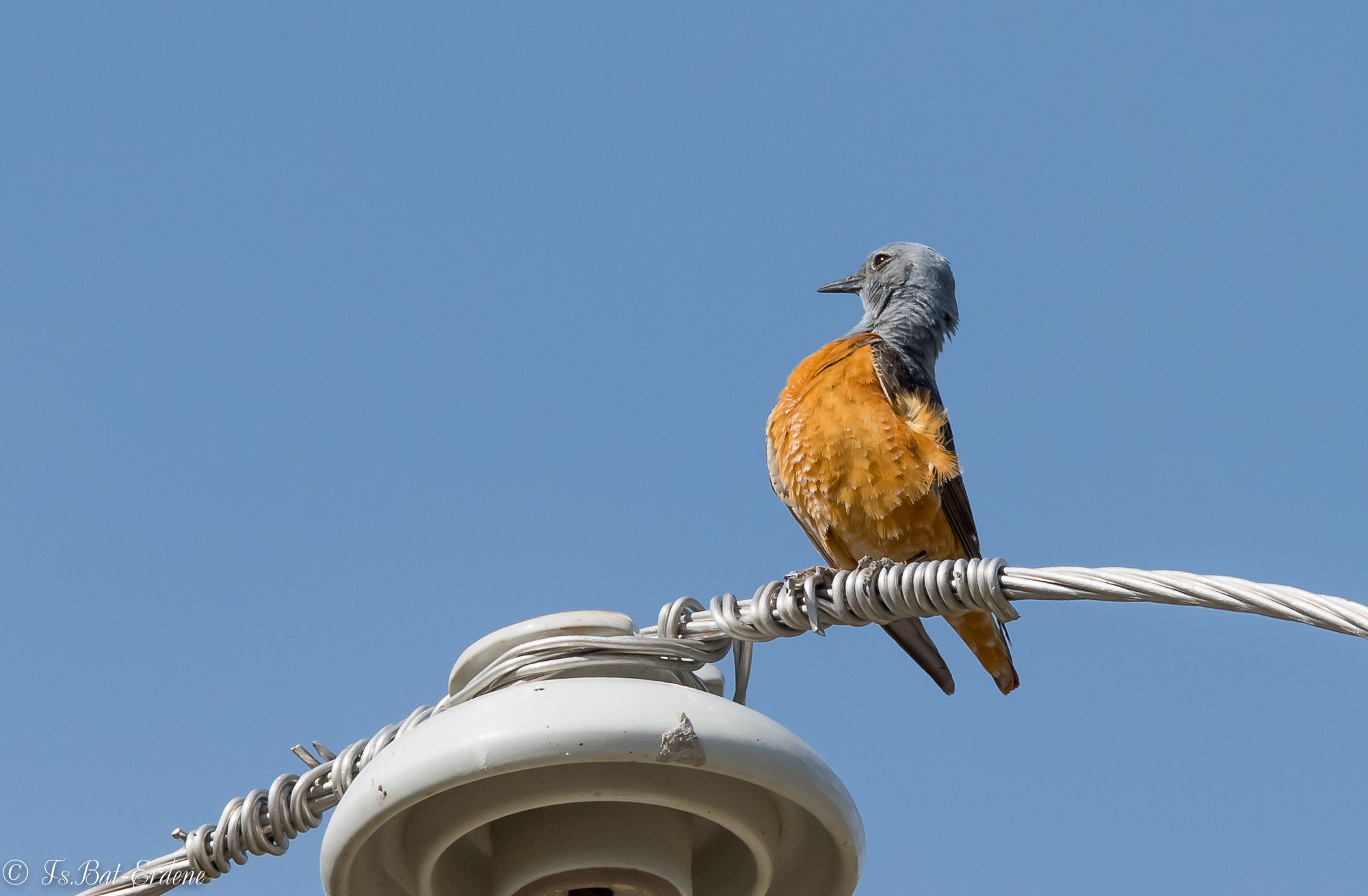 Nikon AF-S Nikkor 600mm F4E FL ED VR sample photo. Tsbat photography