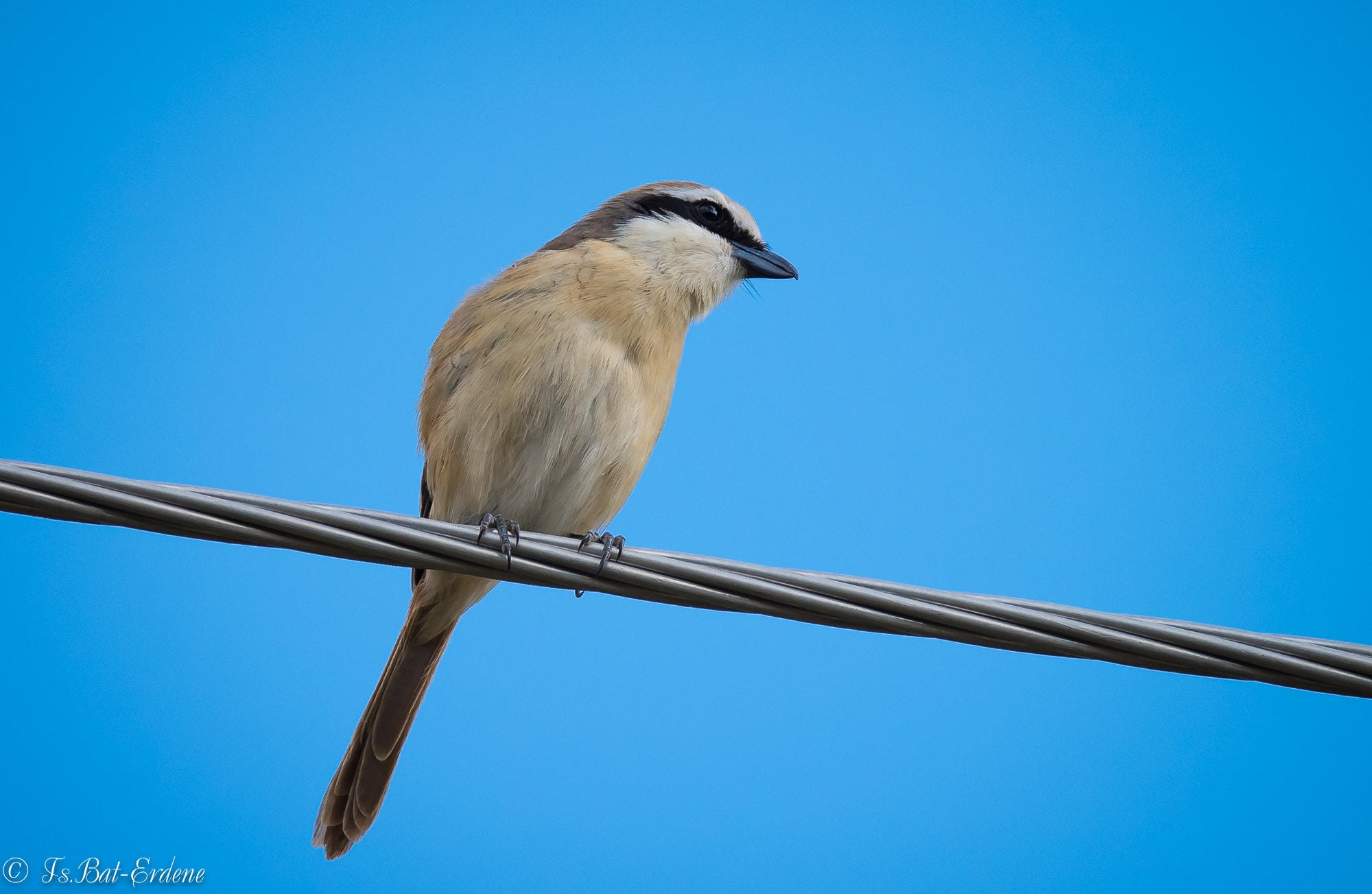 Nikon AF-S Nikkor 600mm F4E FL ED VR sample photo. Tsbat photography