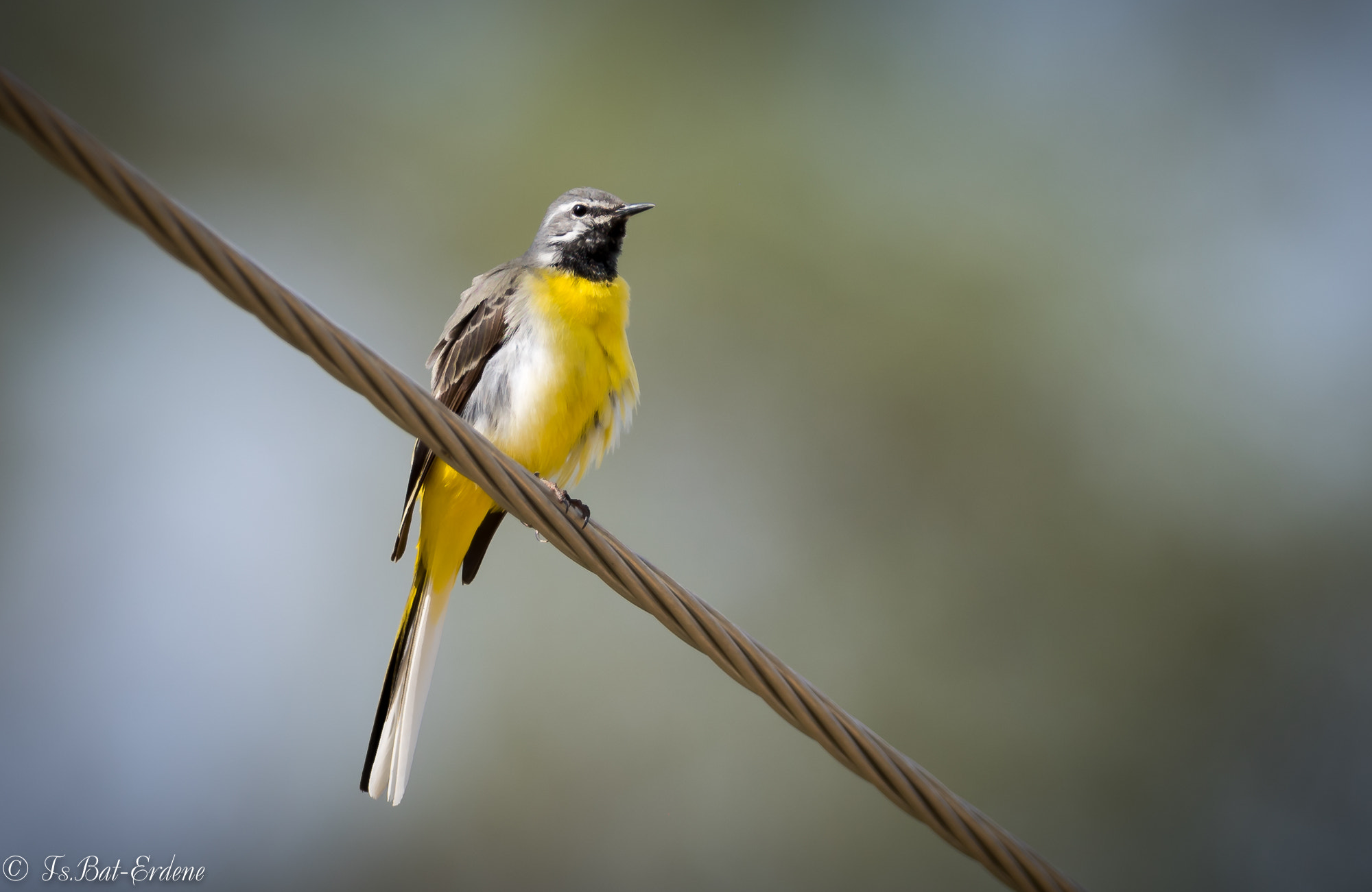 Nikon AF-S Nikkor 600mm F4E FL ED VR sample photo. Tsbat photography
