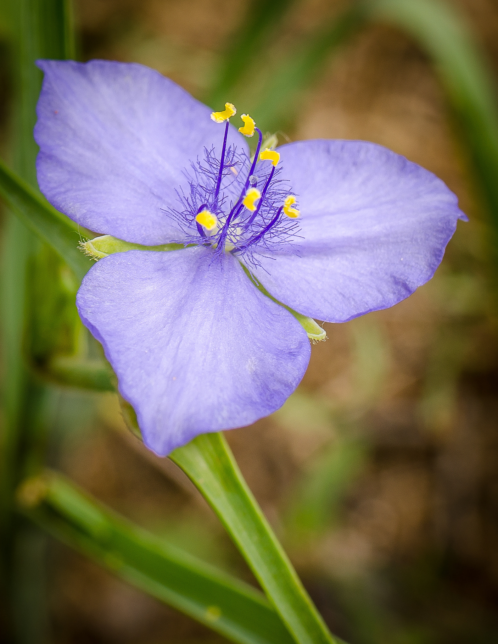 Nikon D7000 + Tamron SP 35mm F1.8 Di VC USD sample photo. Western spiderwort photography