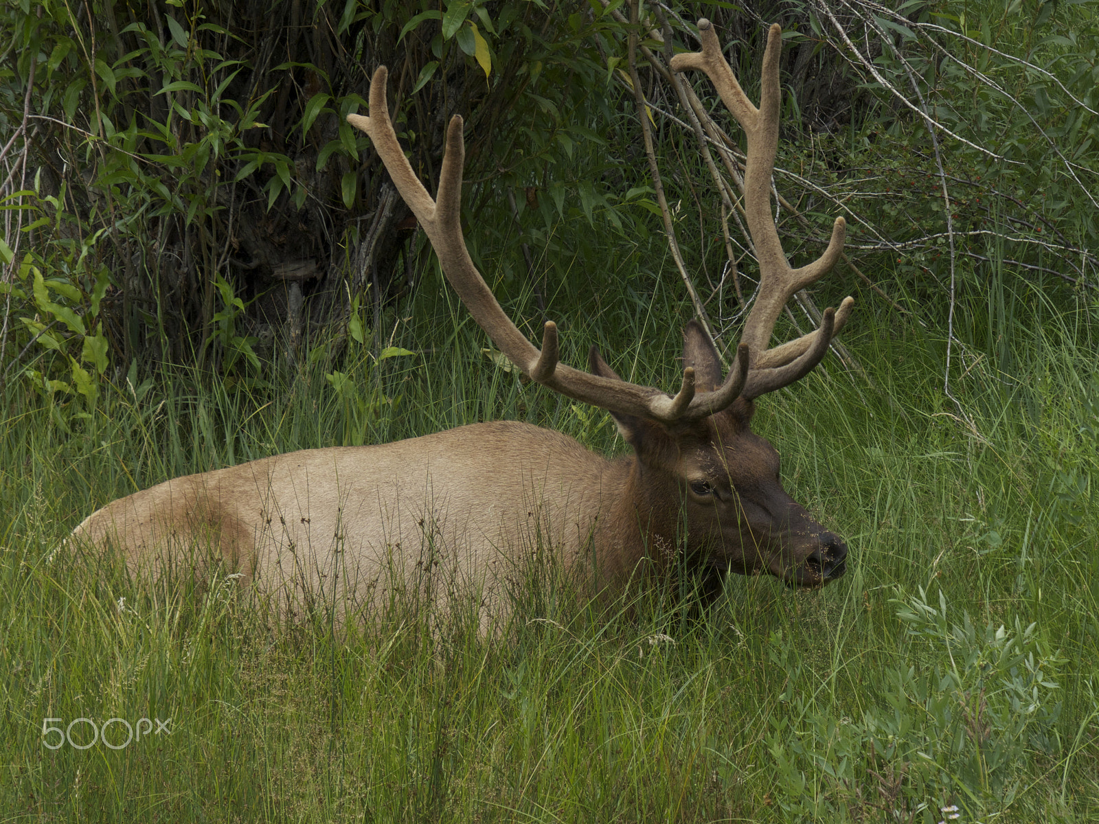 Leica V-Lux 4 sample photo. Elk in velvet photography