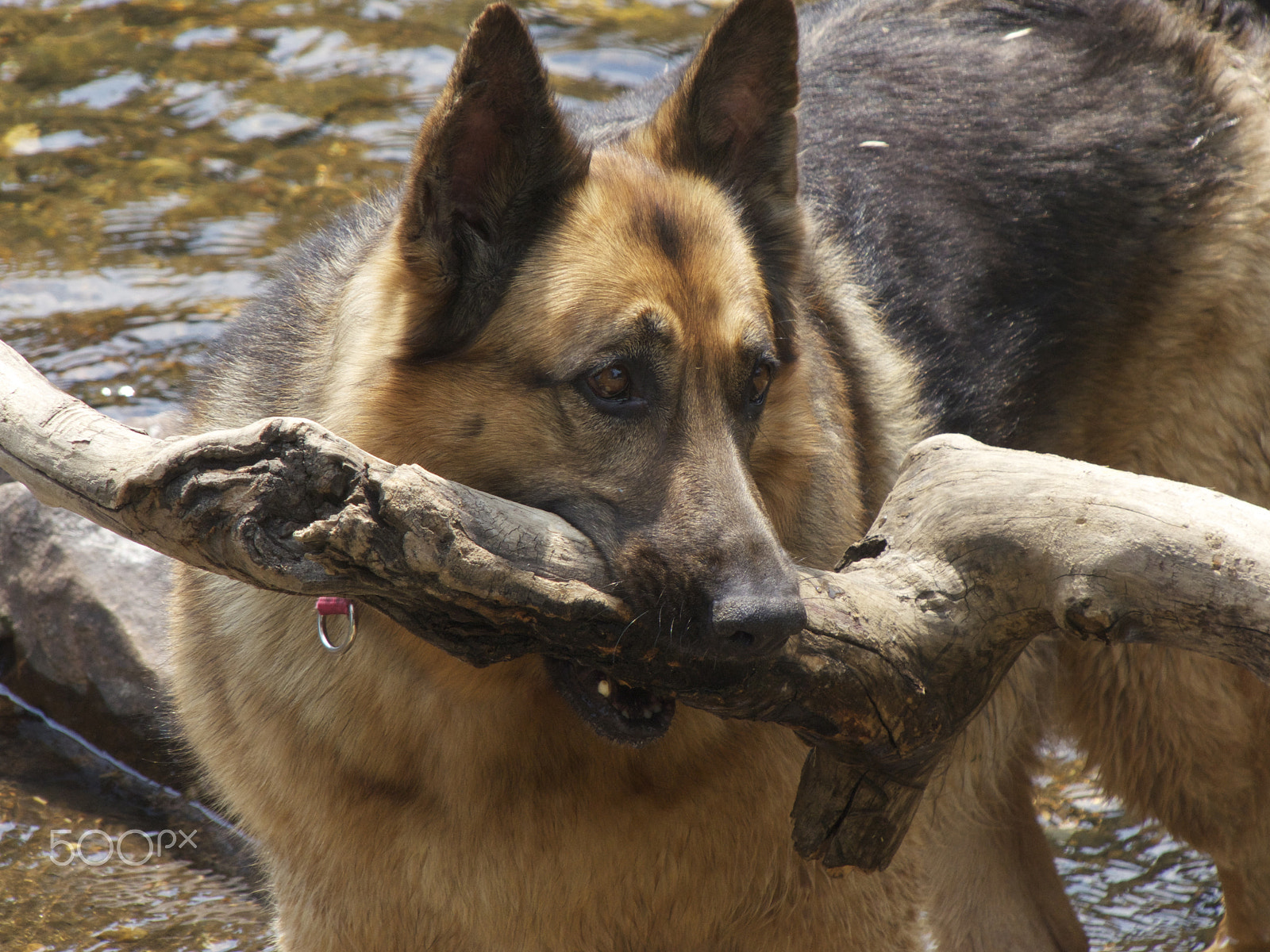 Leica V-Lux 4 sample photo. Playing throw the stick photography