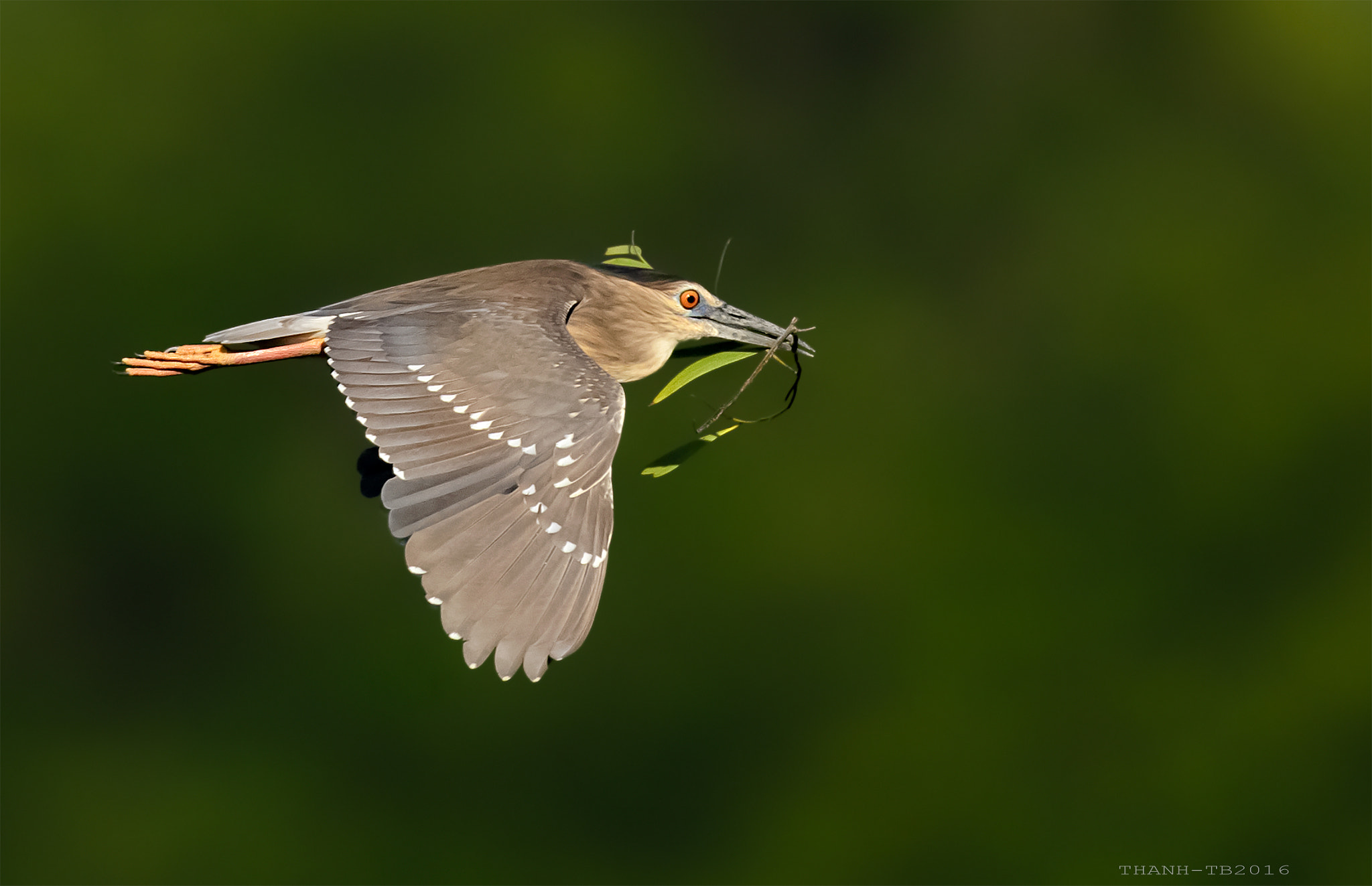 Nikon AF-S Nikkor 600mm F4D ED-IF II sample photo