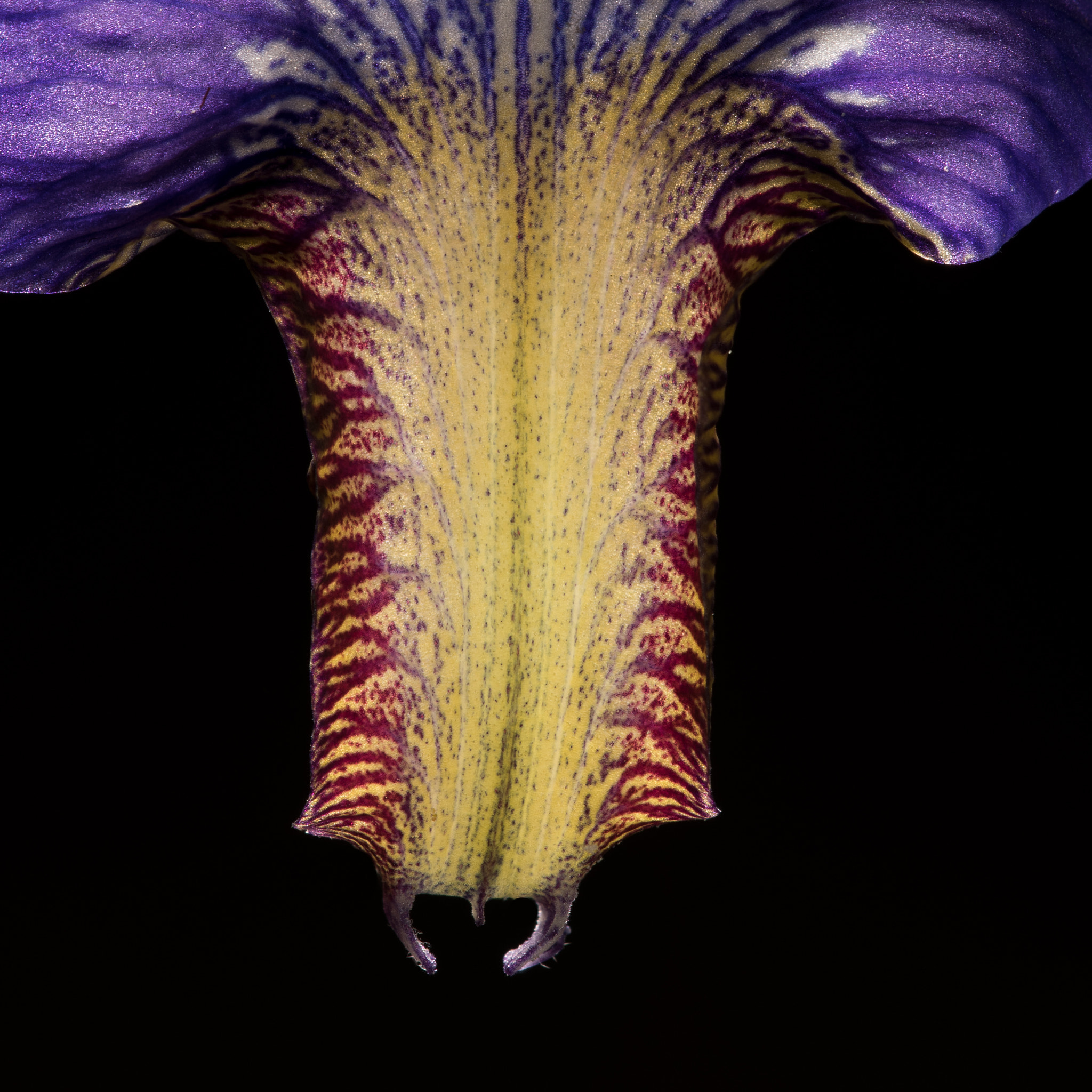 Nikon D810 + Nikon AF Micro-Nikkor 200mm F4D ED-IF sample photo. Iris peta photography