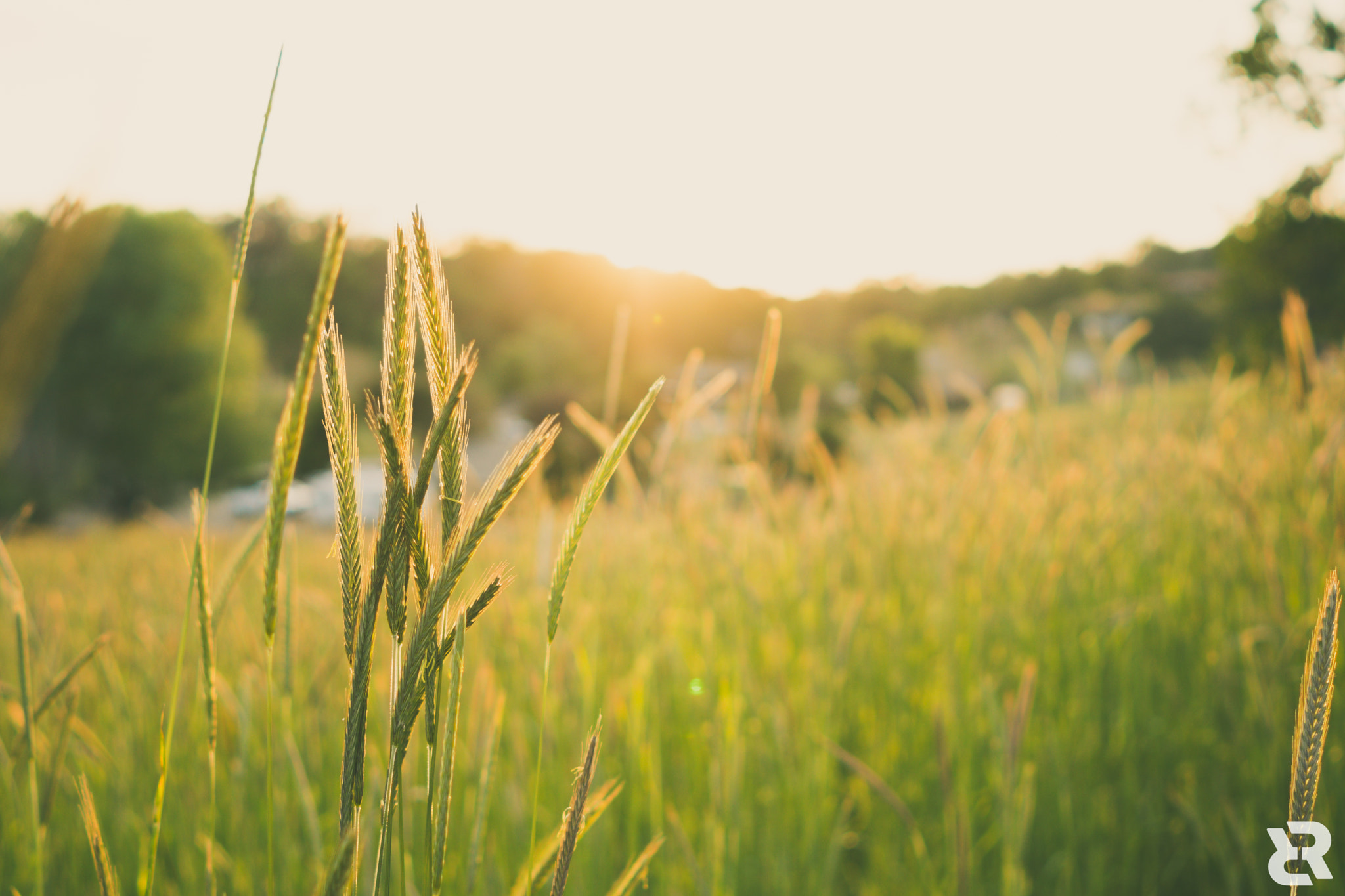 ZEISS Batis 25mm F2 sample photo. Sun-kissed meadows photography